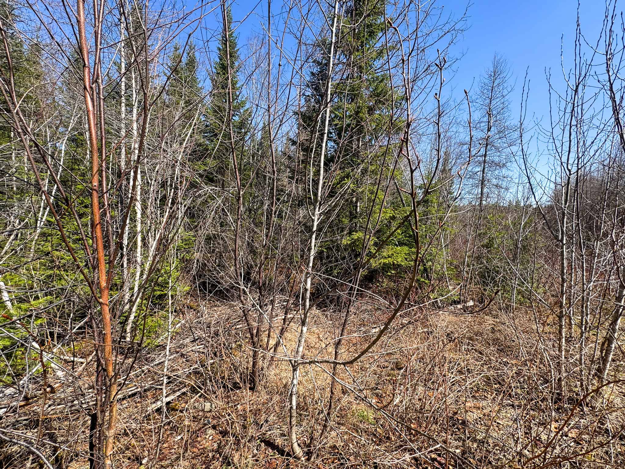 237 Acres of Prime Northern Maine Woods Land
