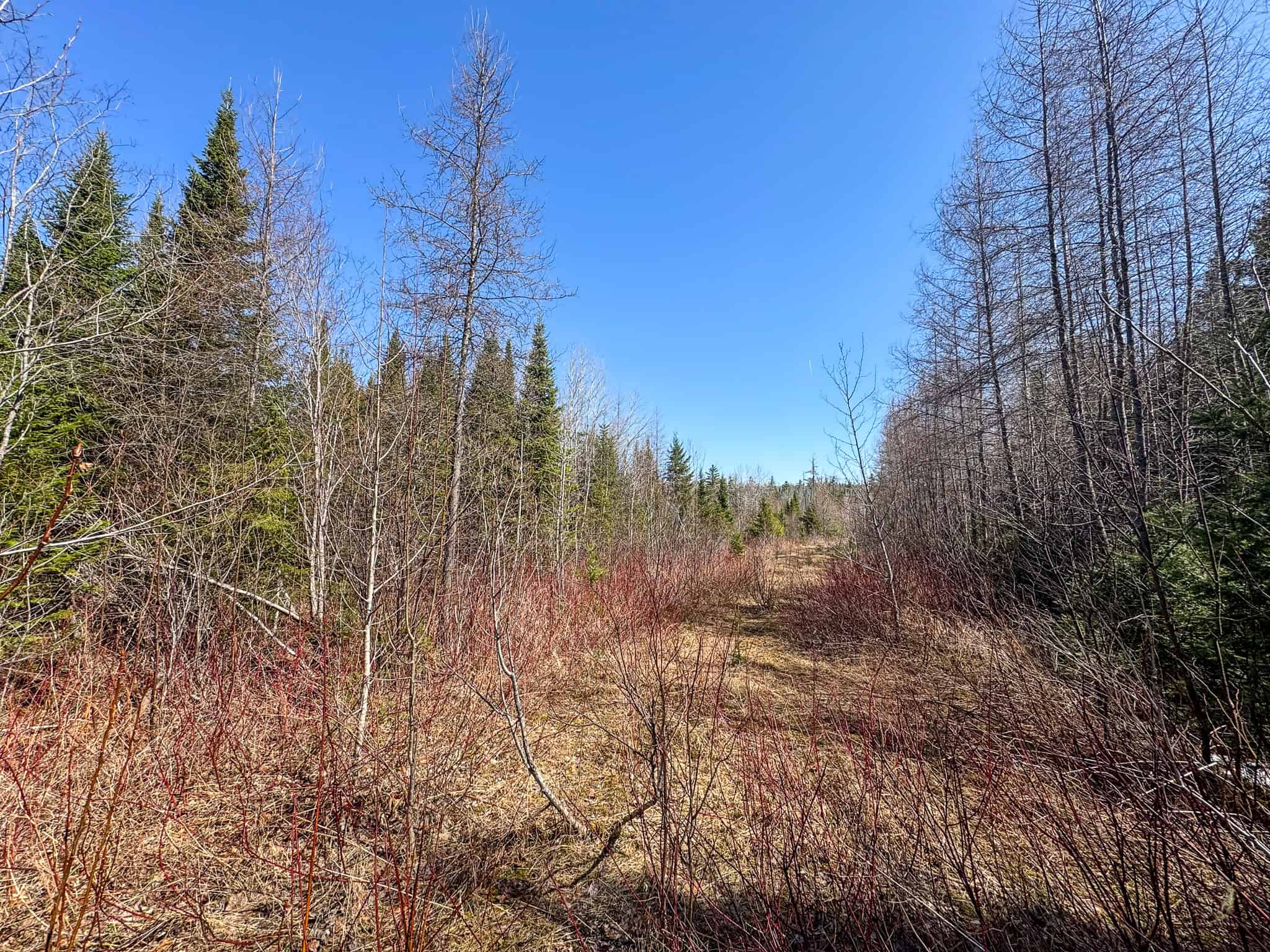 237 Acres of Prime Northern Maine Woods Land