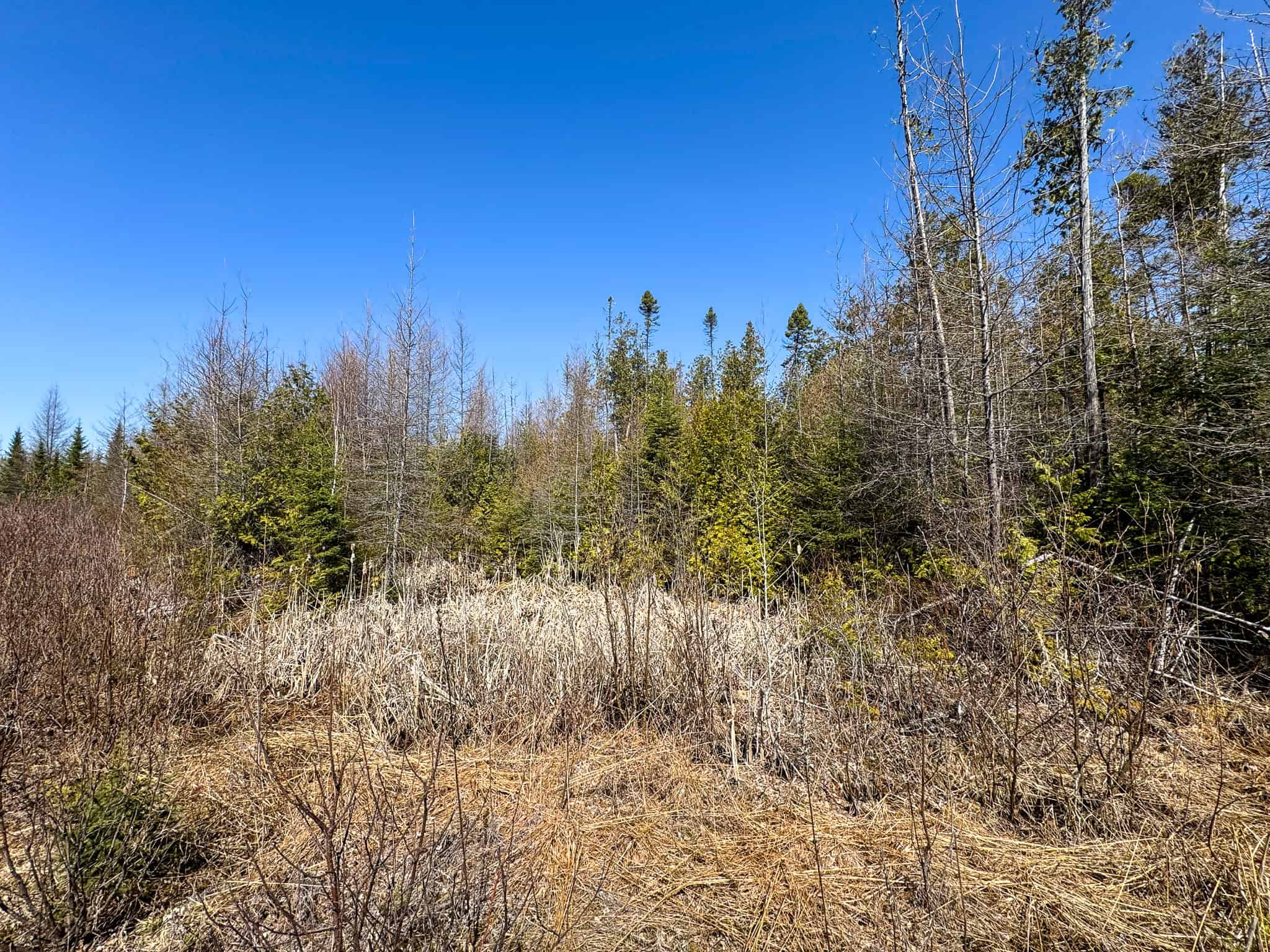 237 Acres of Prime Northern Maine Woods Land