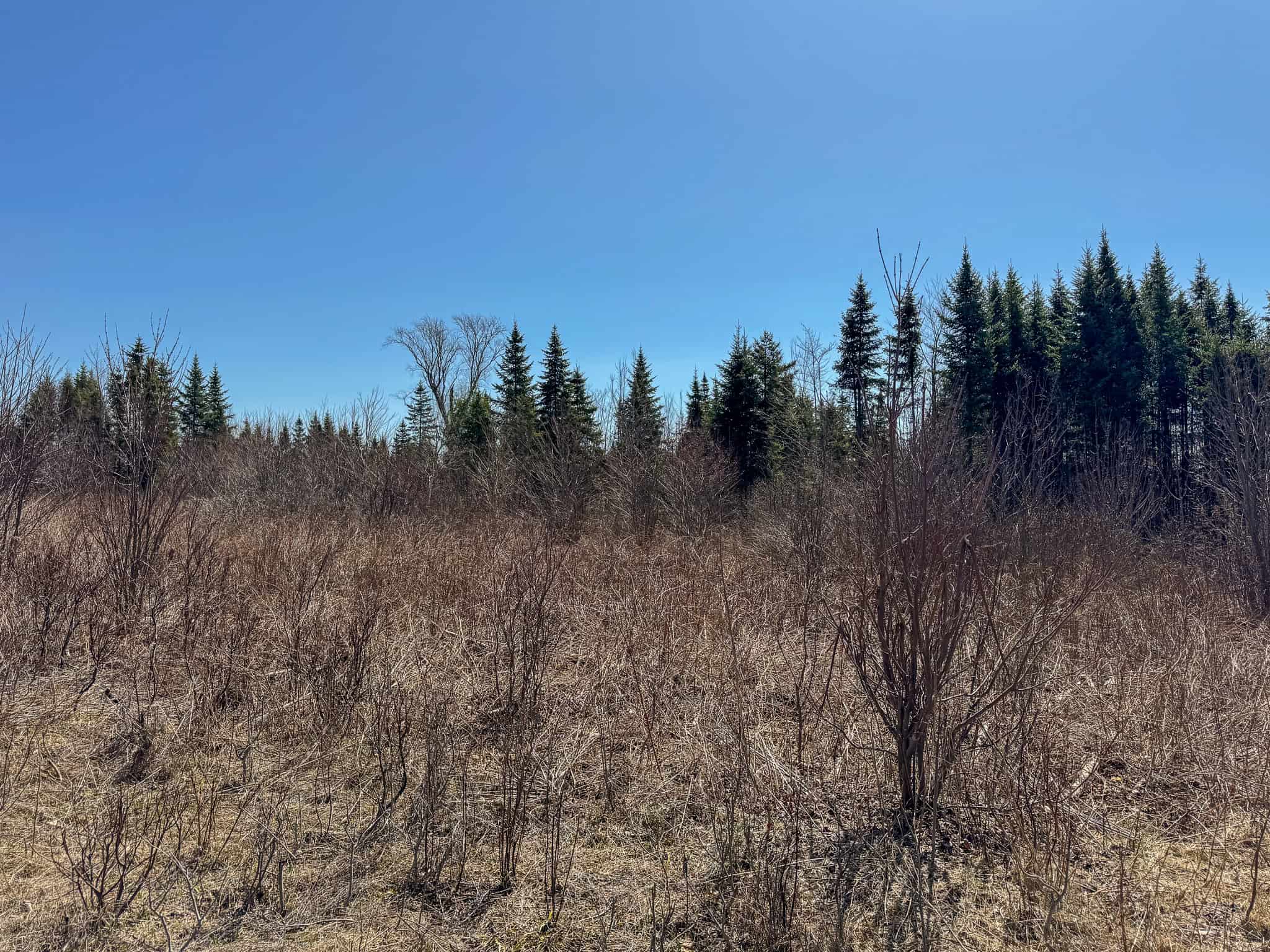 237 Acres of Prime Northern Maine Woods Land