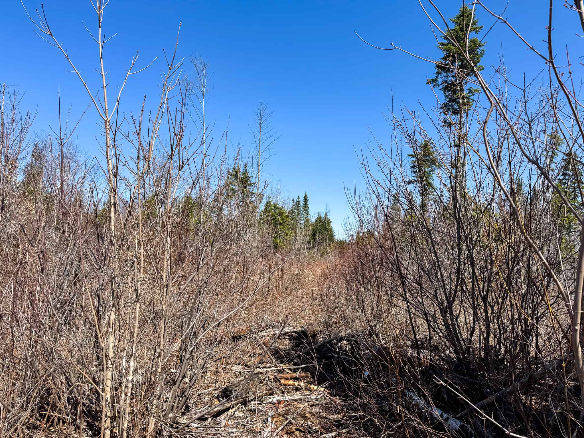 237 Acres of Prime Northern Maine Woods Land