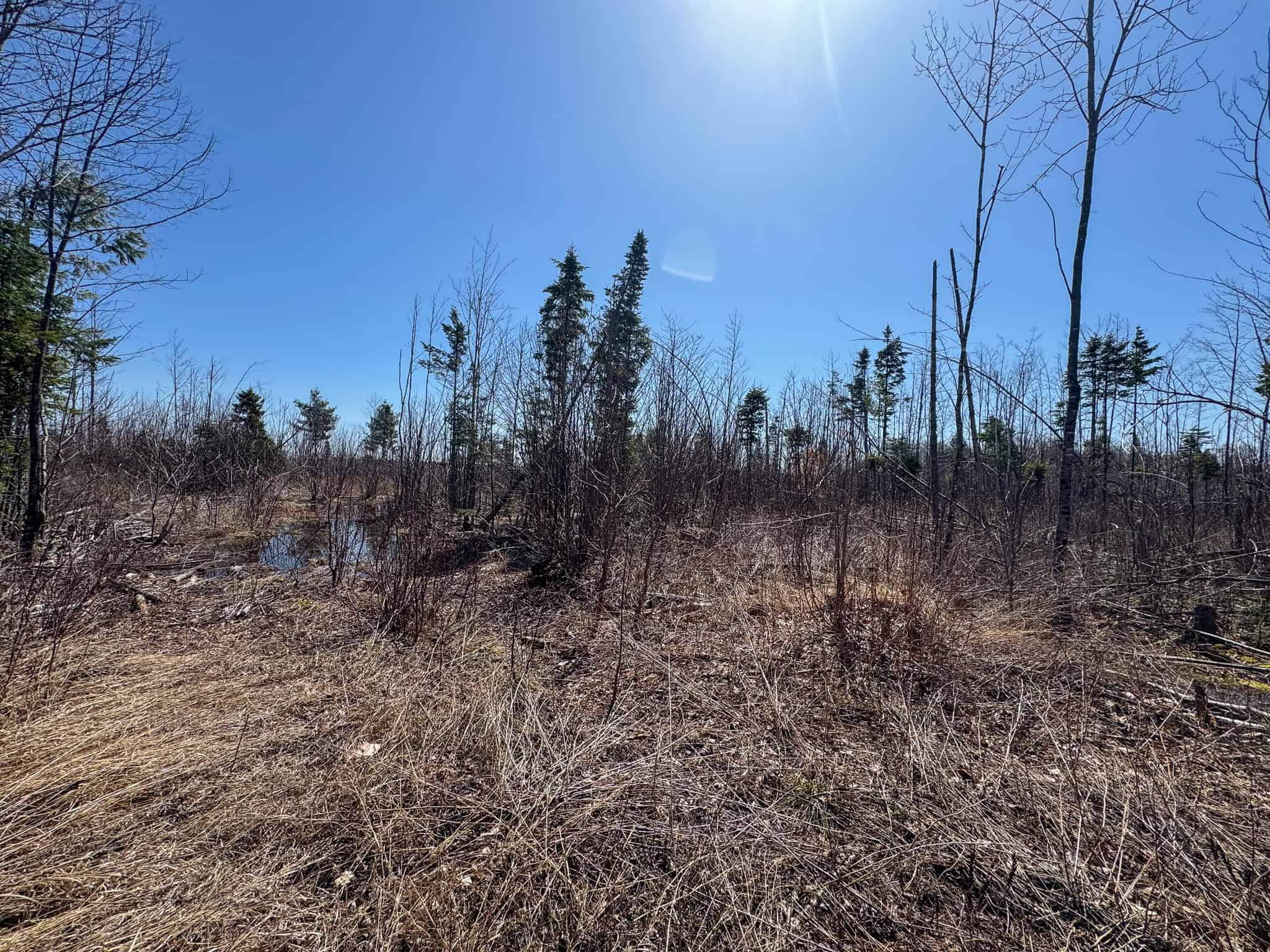 237 Acres of Prime Northern Maine Woods Land