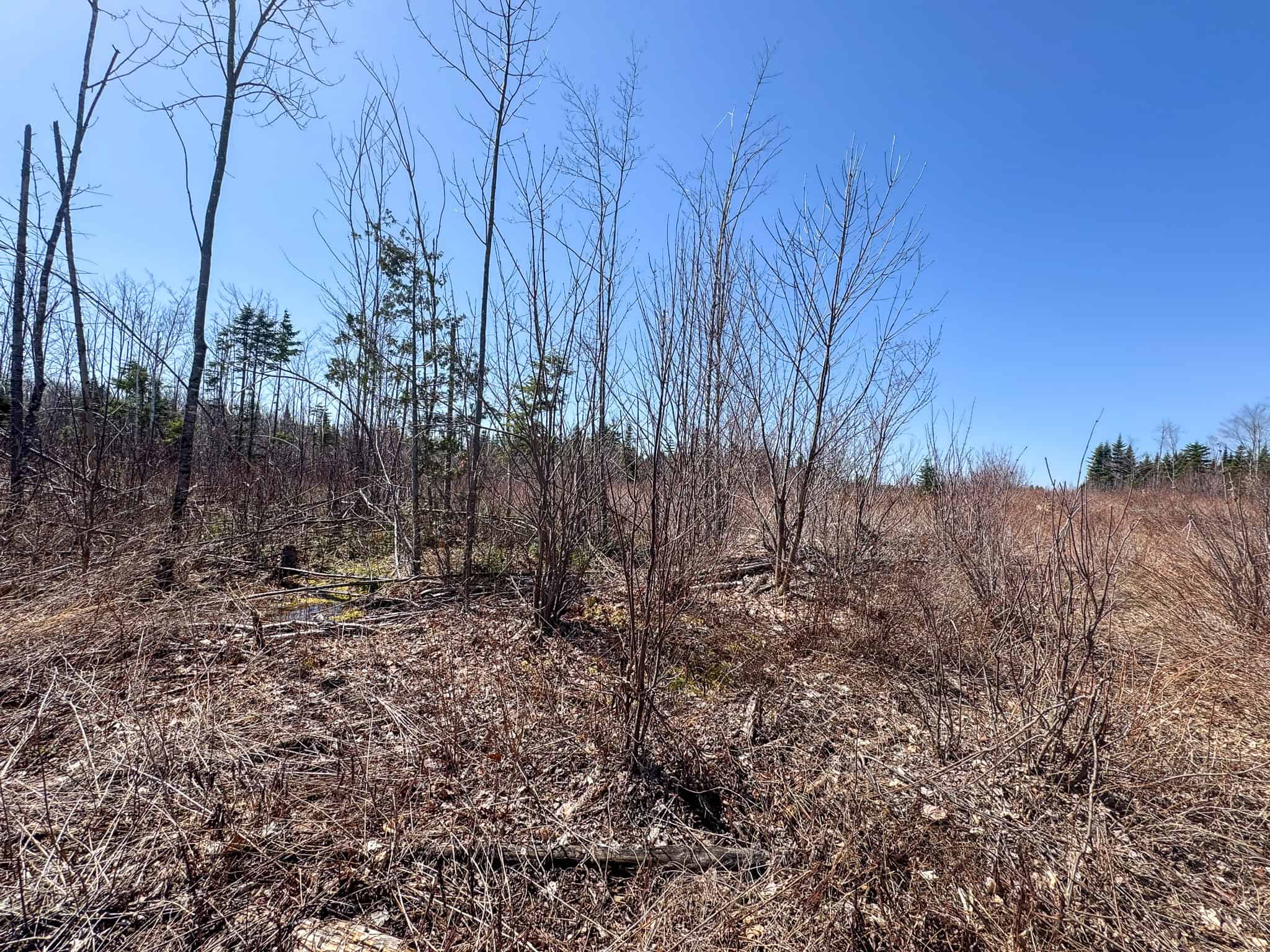 237 Acres of Prime Northern Maine Woods Land