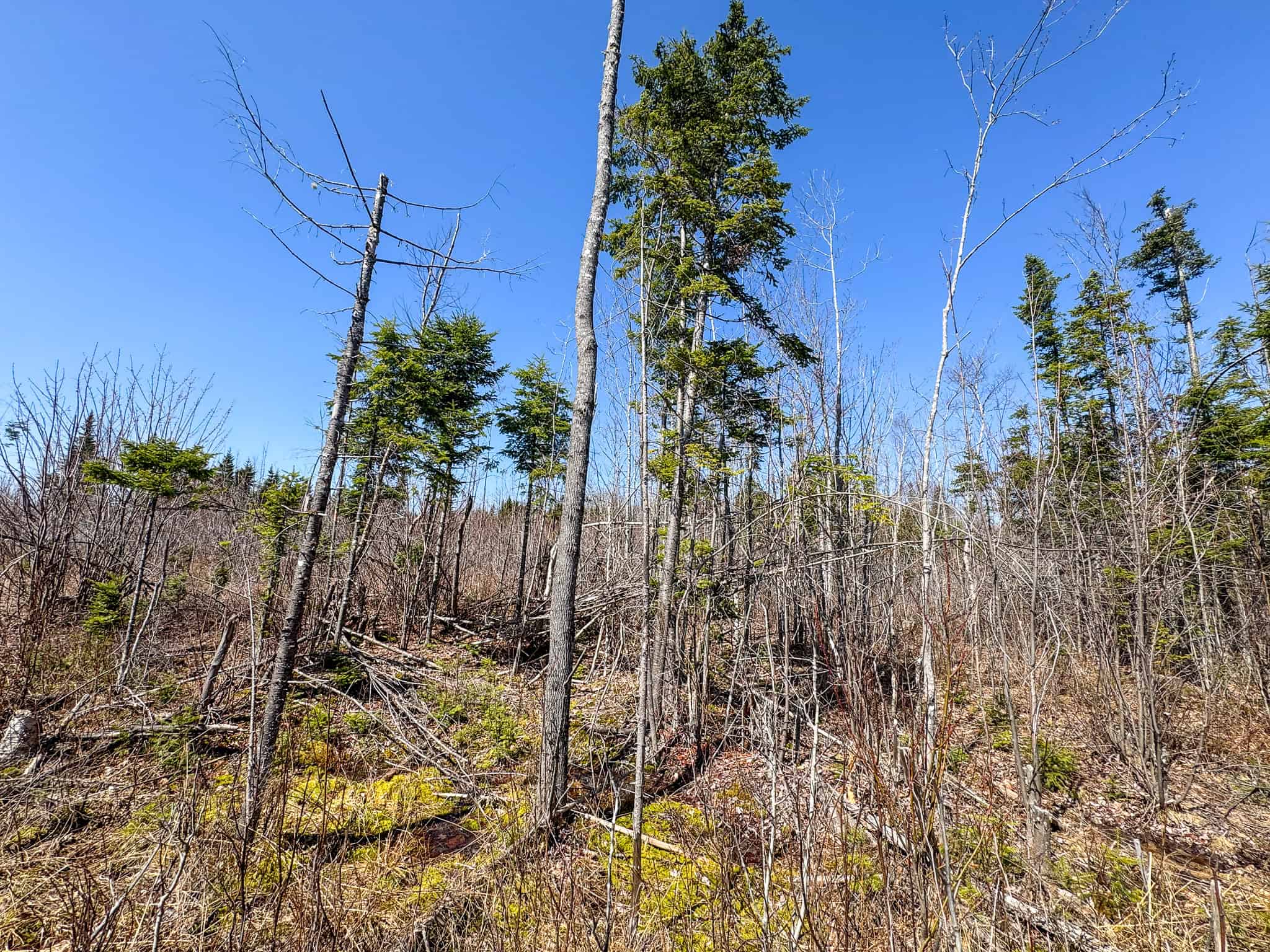 237 Acres of Prime Northern Maine Woods Land