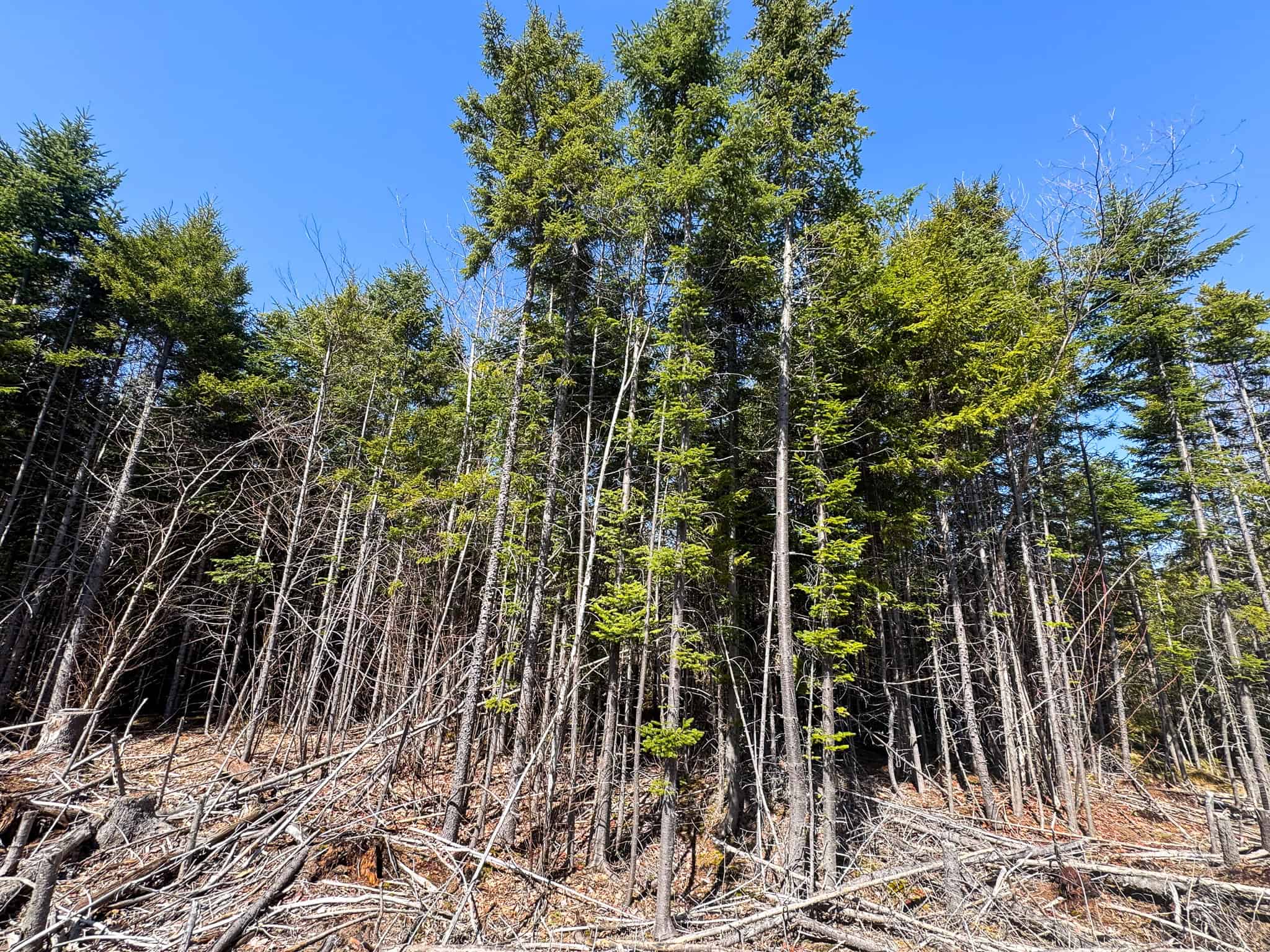 237 Acres of Prime Northern Maine Woods Land