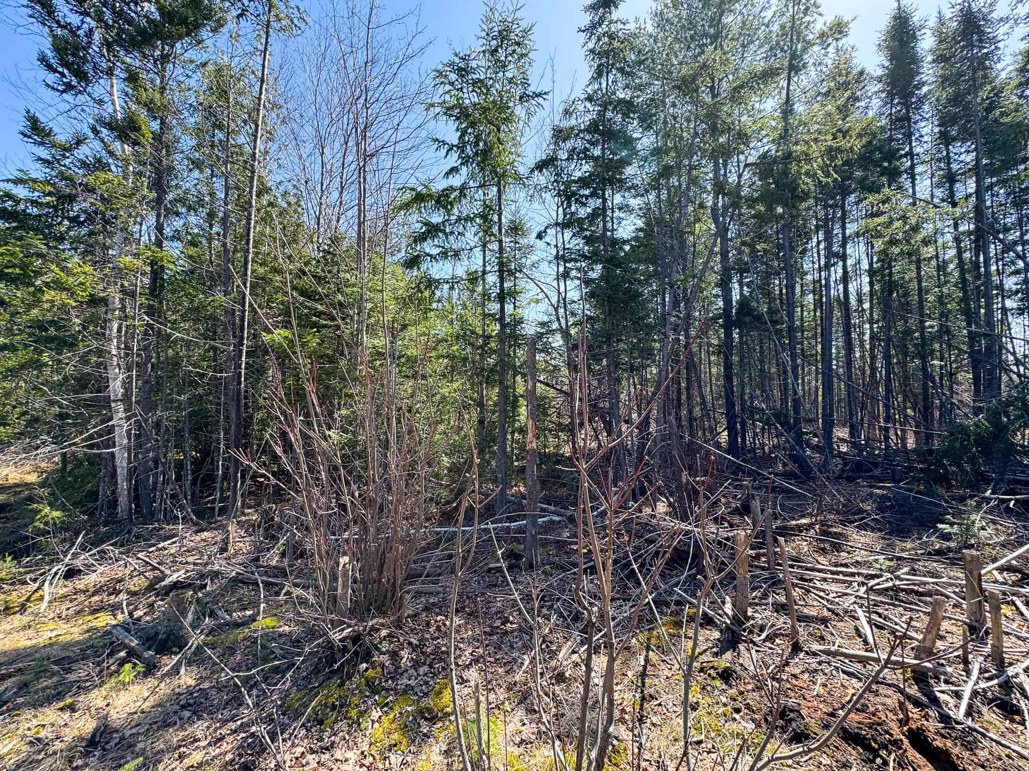 237 Acres of Prime Northern Maine Woods Land