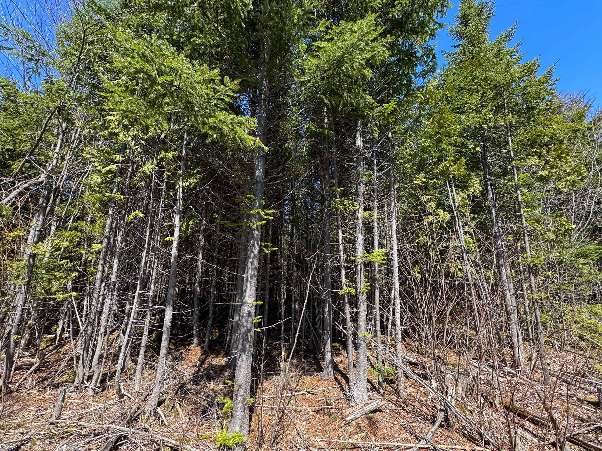 237 Acres of Prime Northern Maine Woods Land