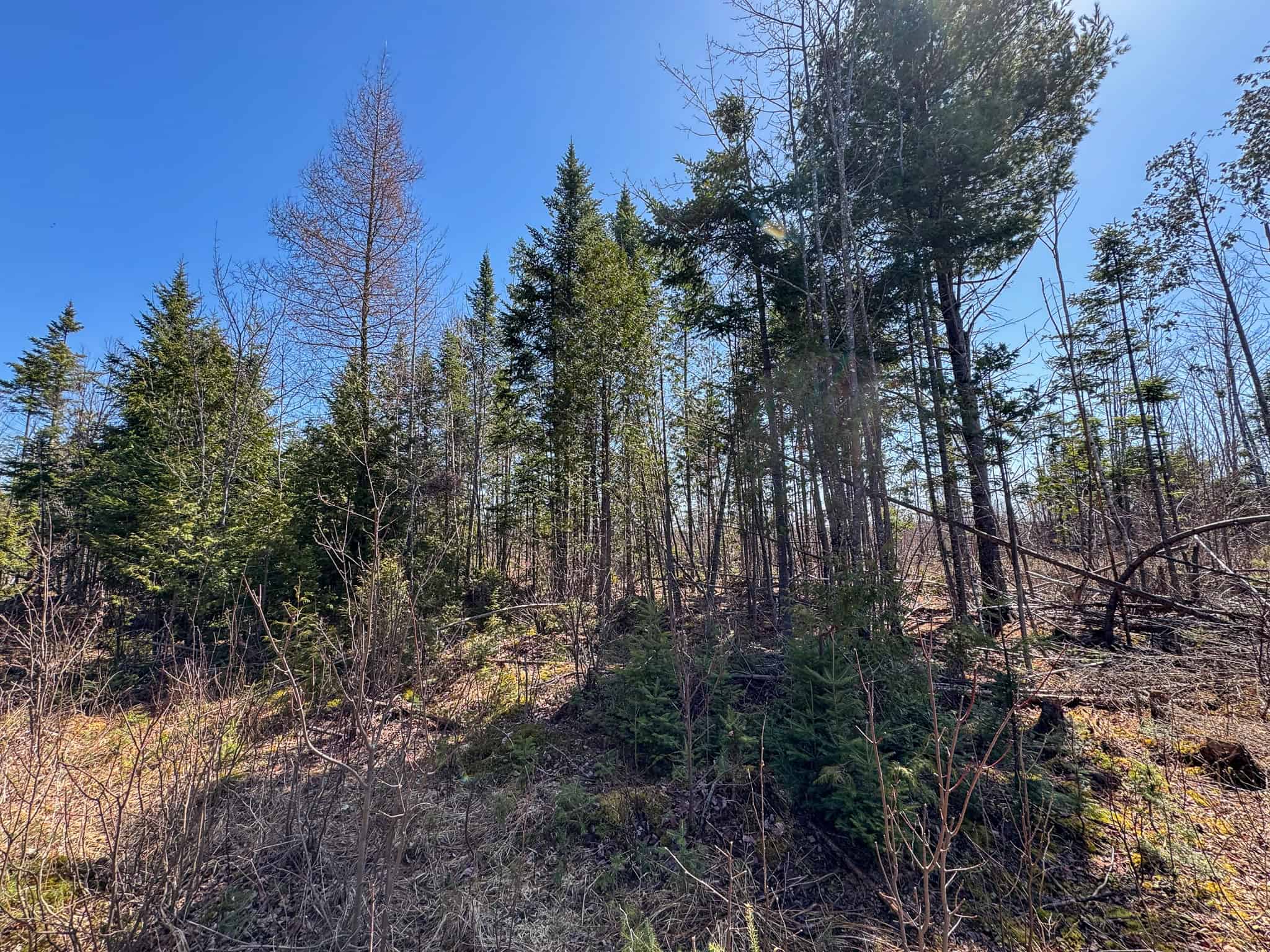 237 Acres of Prime Northern Maine Woods Land