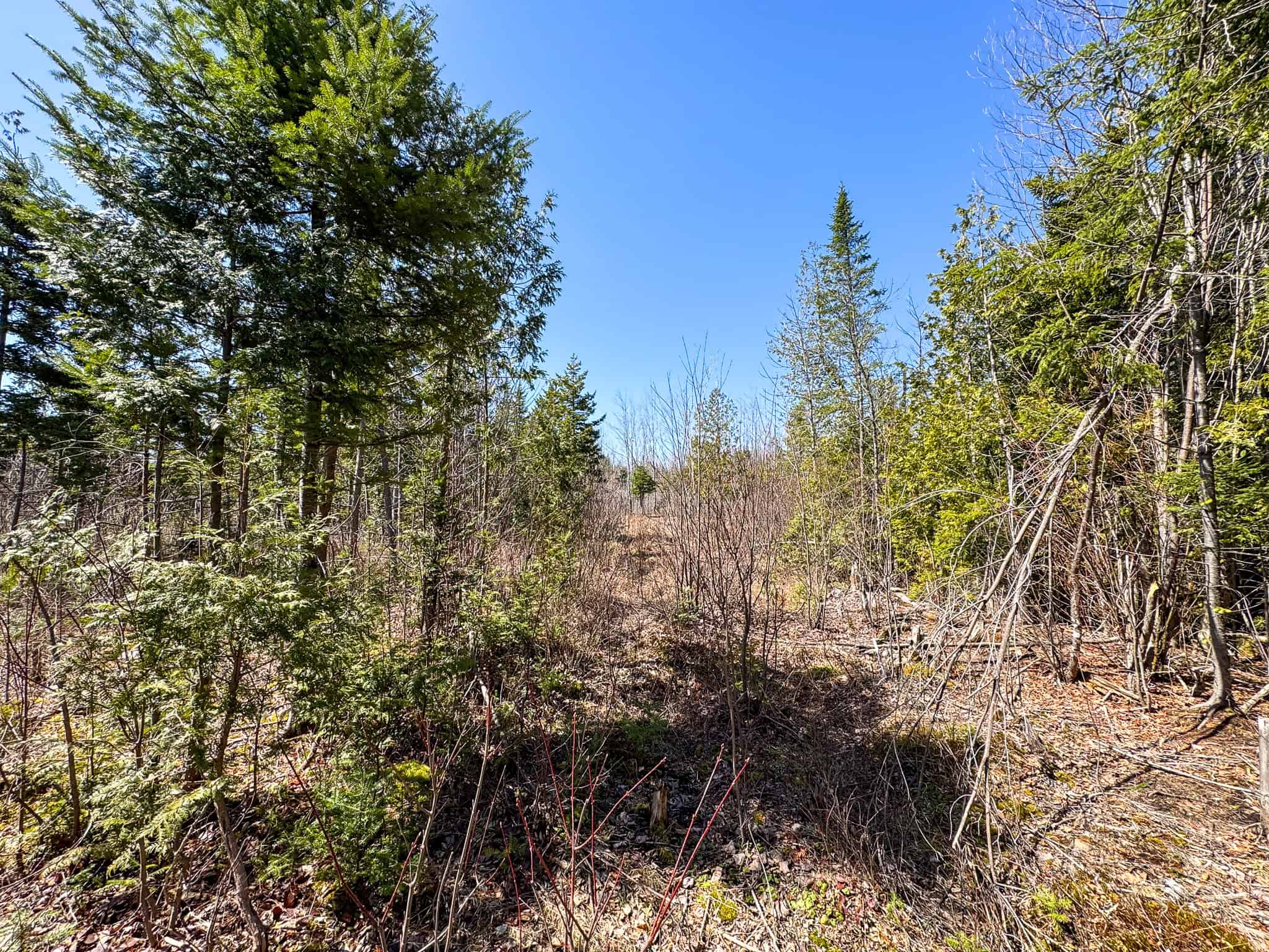 237 Acres of Prime Northern Maine Woods Land