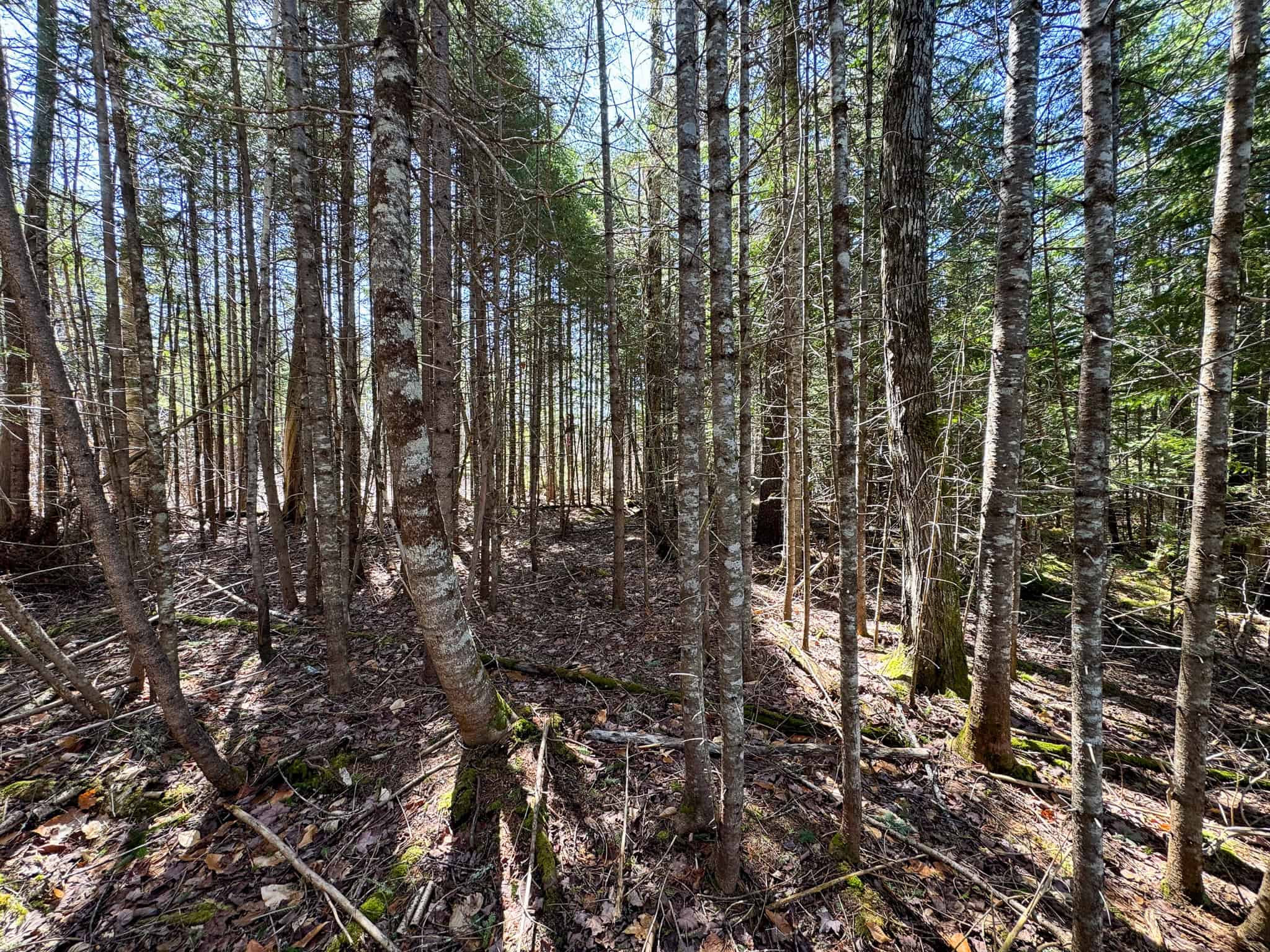 237 Acres of Prime Northern Maine Woods Land