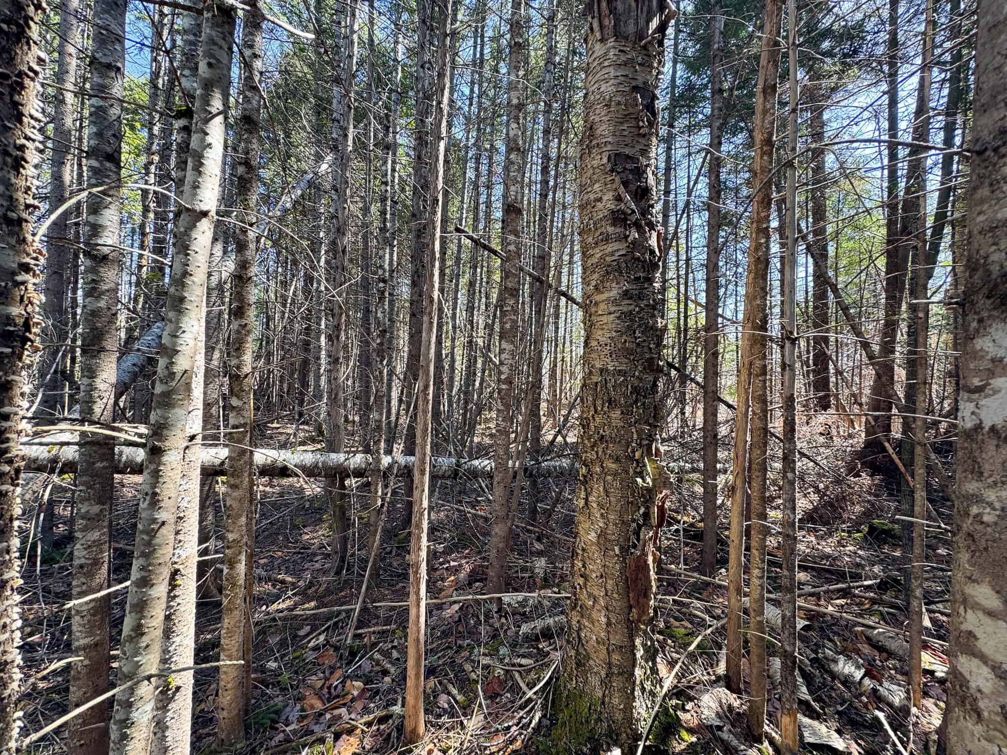 237 Acres of Prime Northern Maine Woods Land