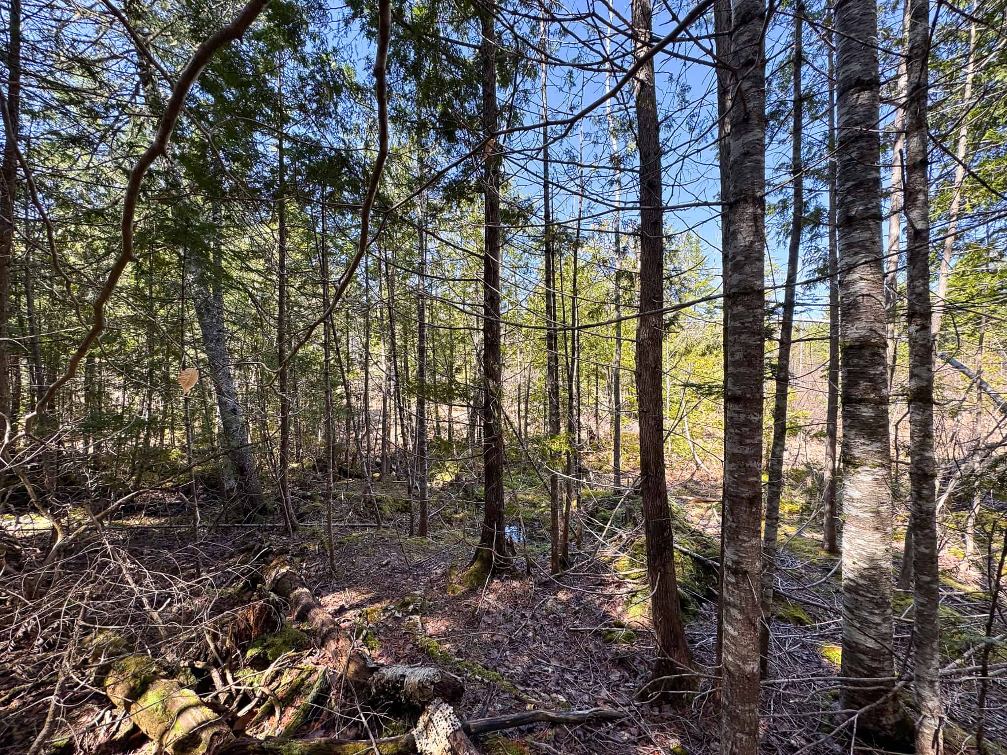 237 Acres of Prime Northern Maine Woods Land