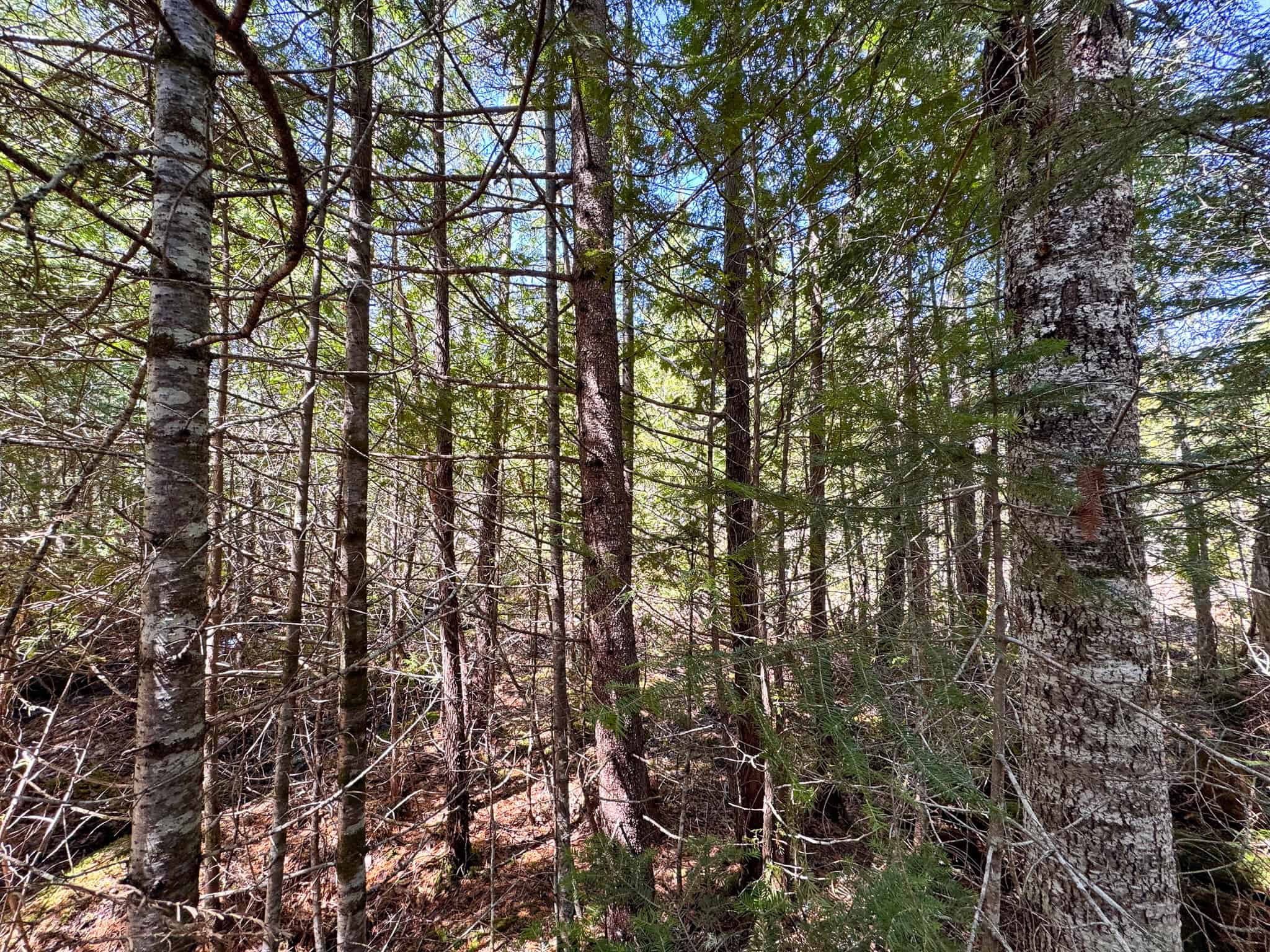 237 Acres of Prime Northern Maine Woods Land