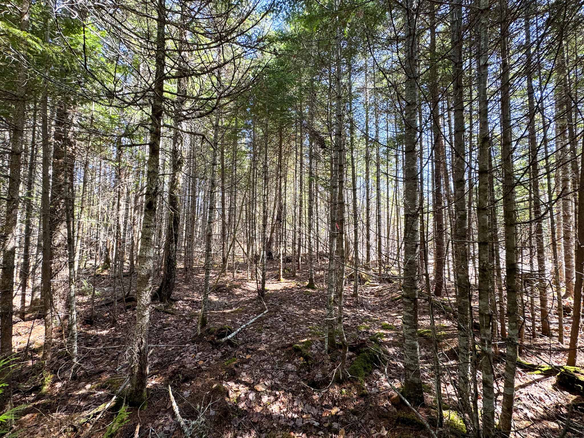 237 Acres of Prime Northern Maine Woods Land