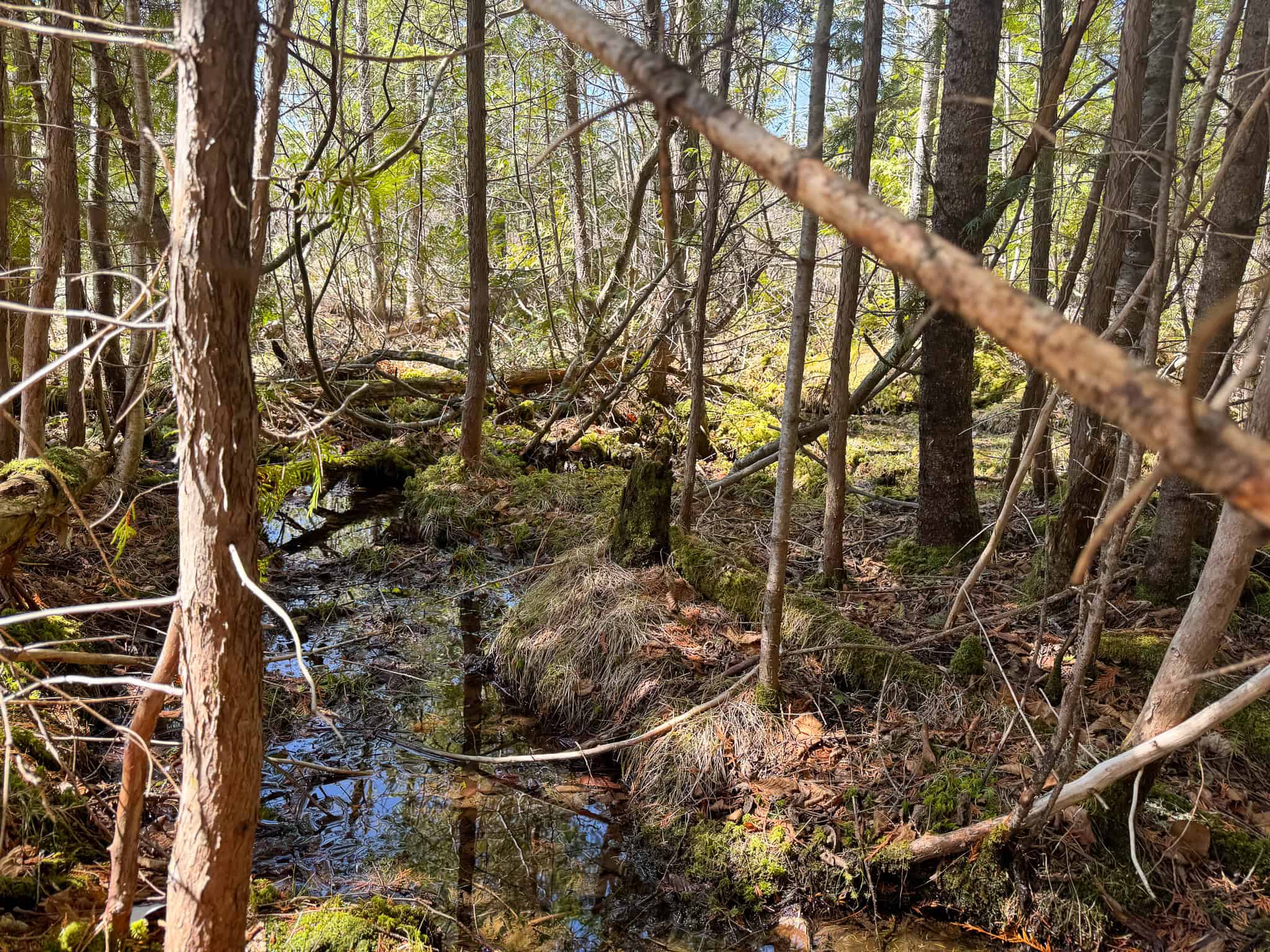 237 Acres of Prime Northern Maine Woods Land
