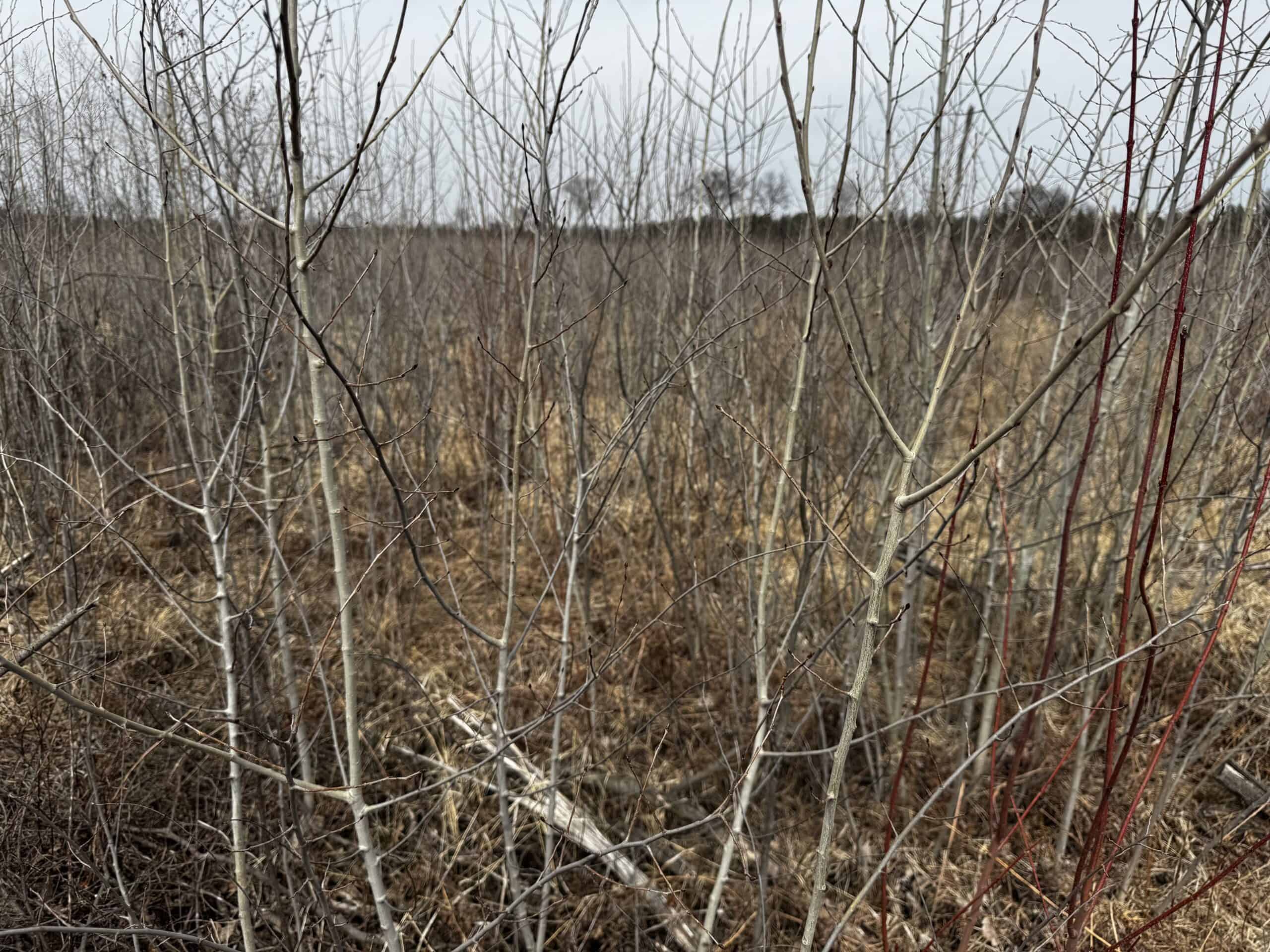 80 Acres of Juneau County Timber Land