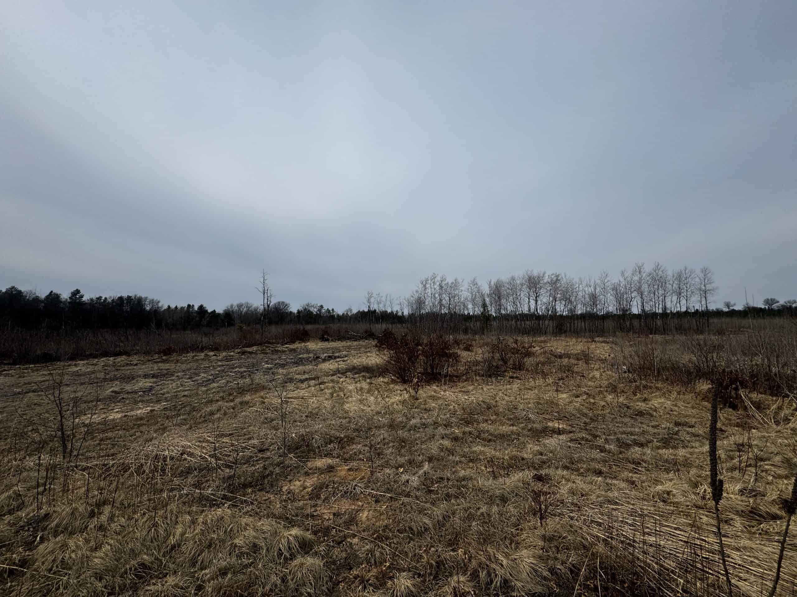 80 Acres of Juneau County Timber Land