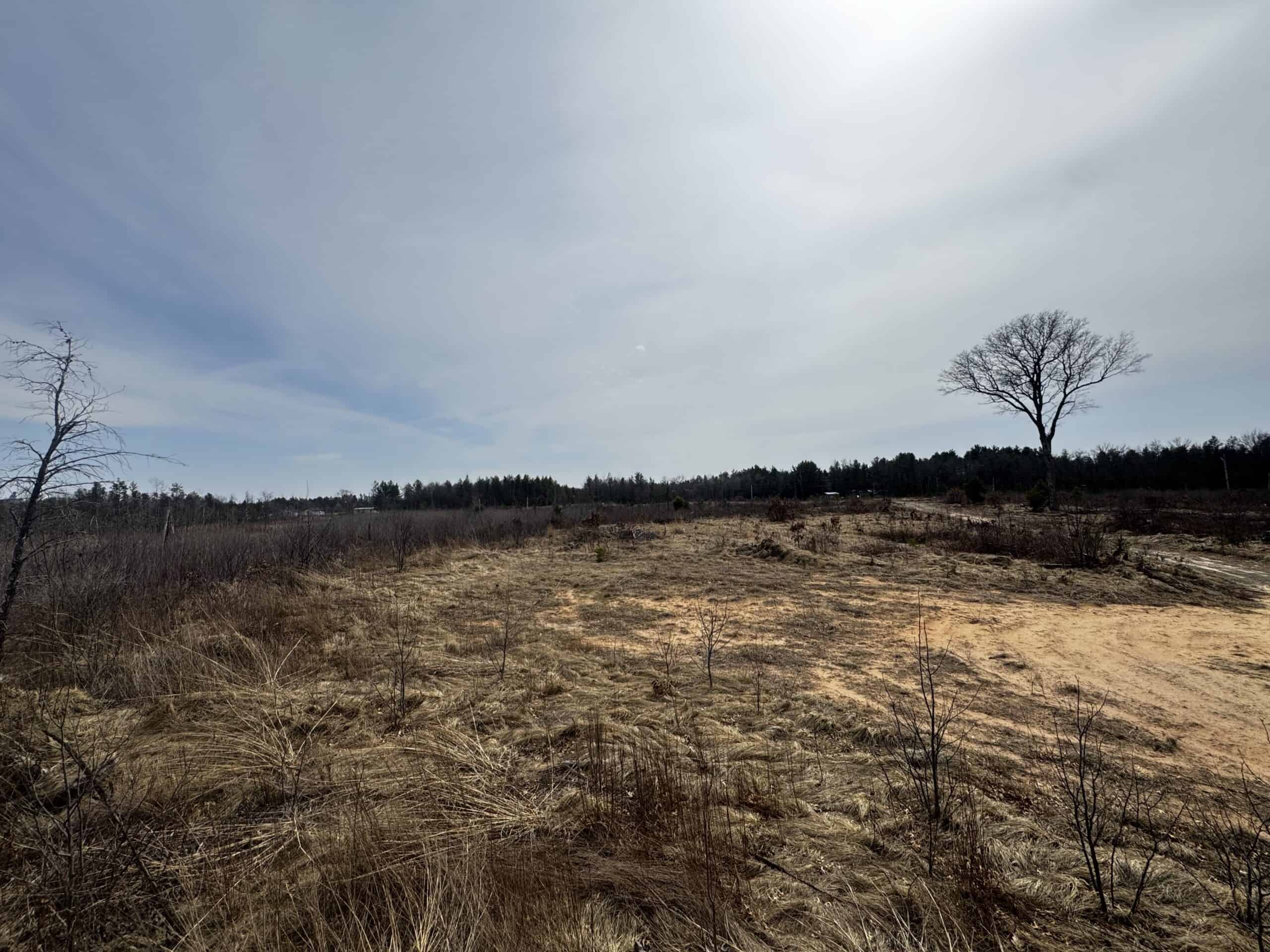 80 Acres of Juneau County Timber Land