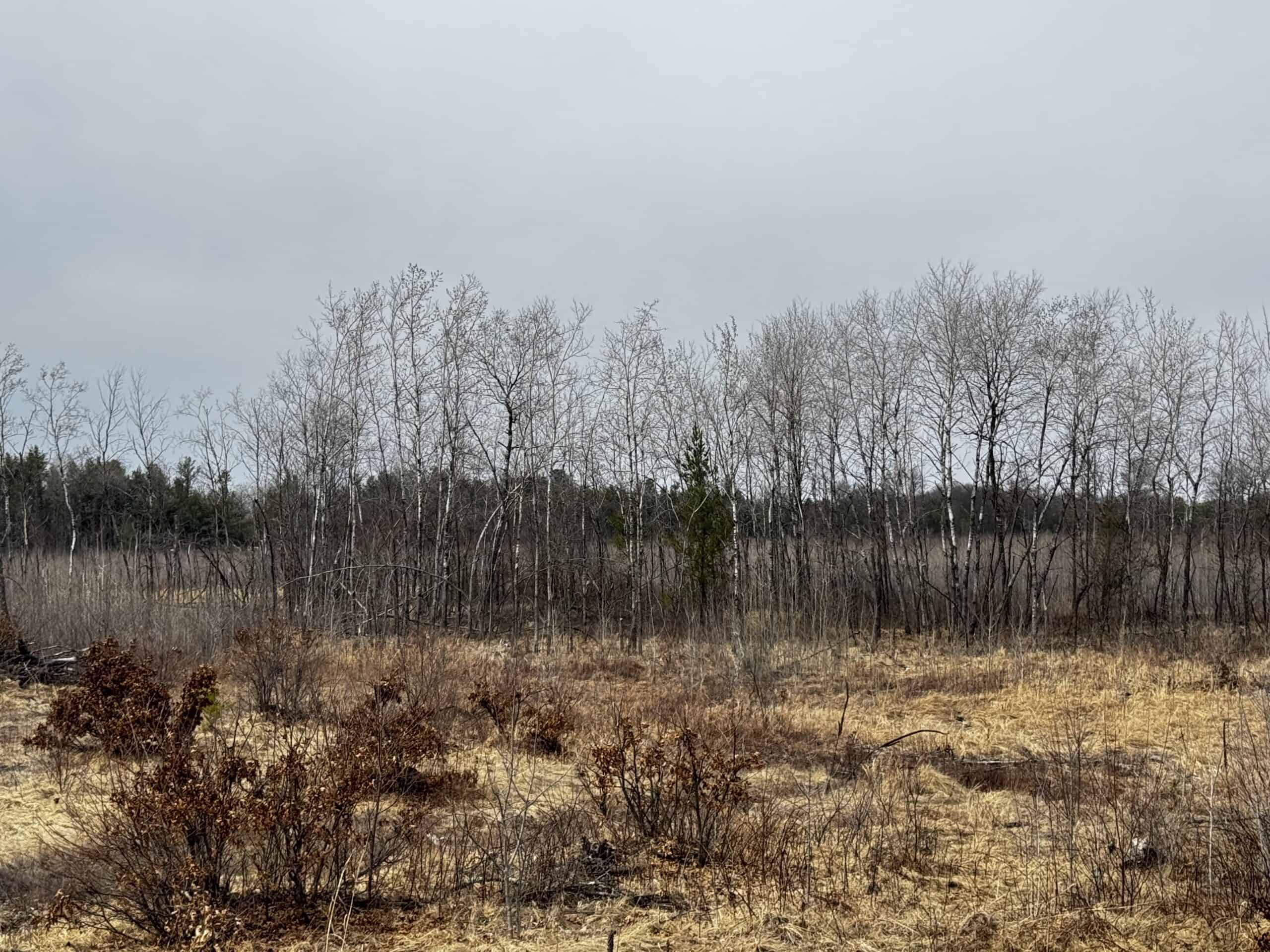 80 Acres of Juneau County Timber Land