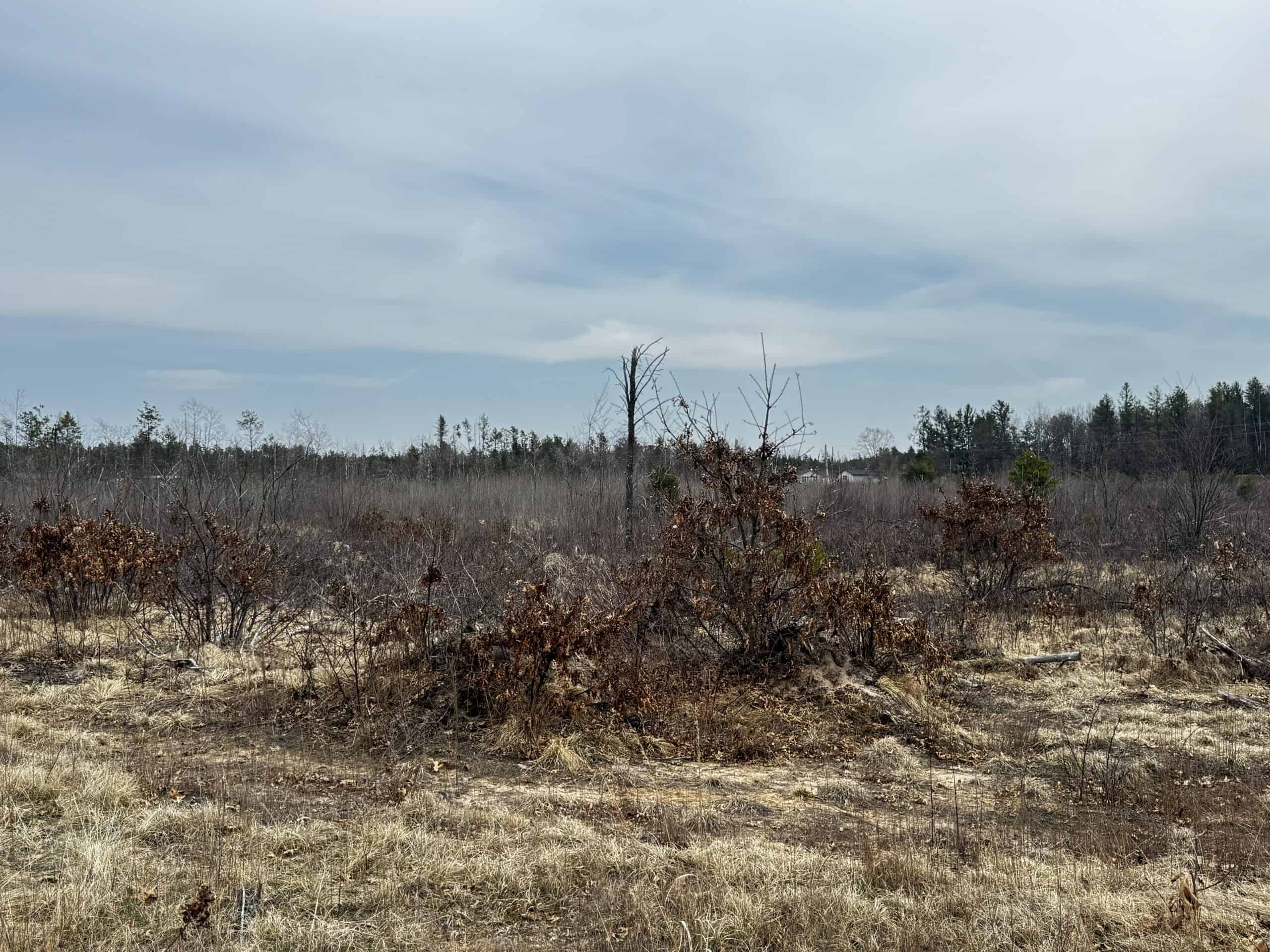 80 Acres of Juneau County Timber Land