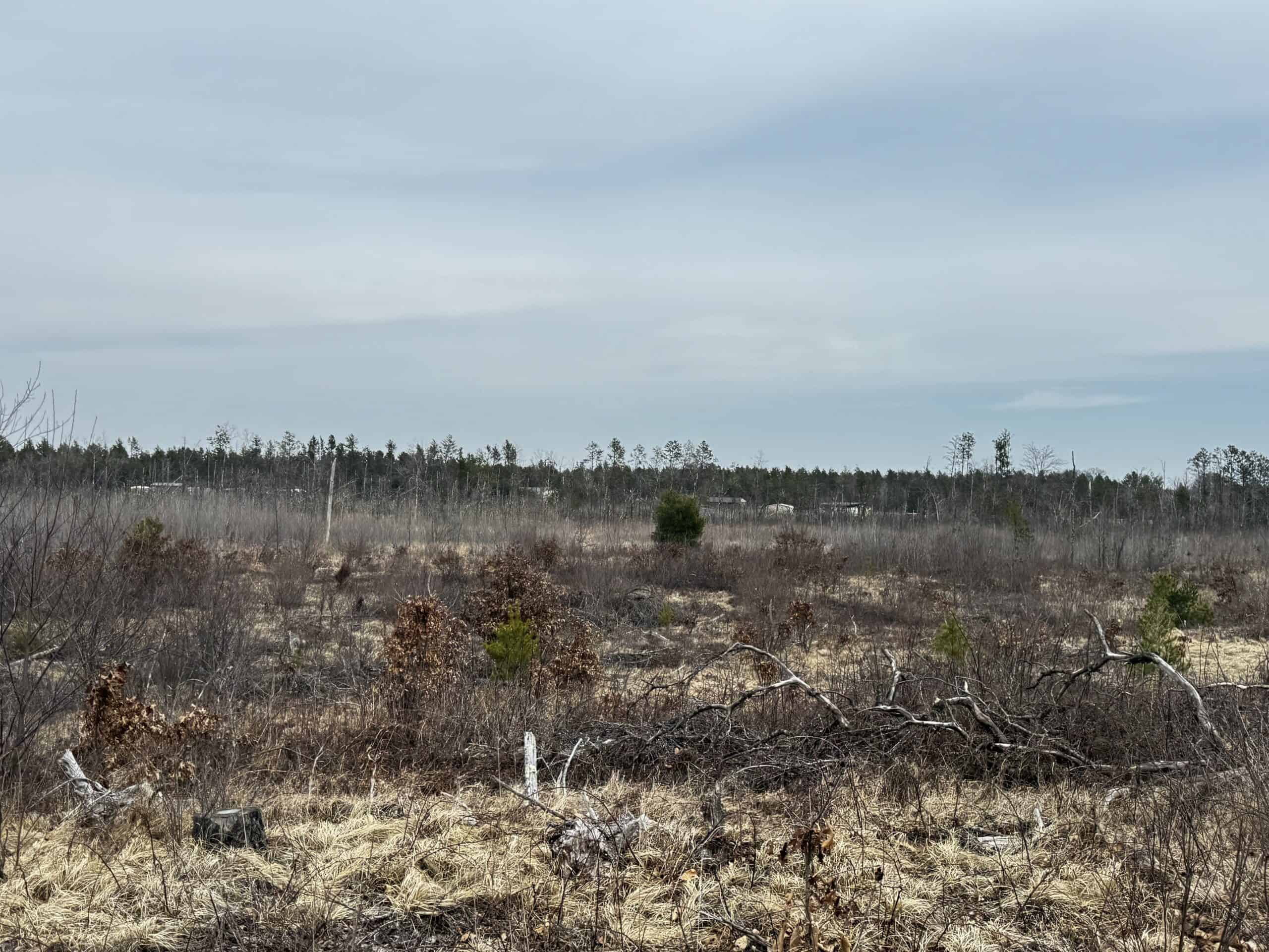 80 Acres of Juneau County Timber Land