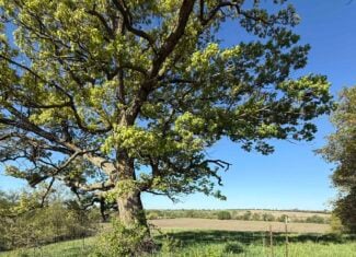 40-Acre Farm with Scenic Views, Ideal Homesite, and Prime Crop Ground