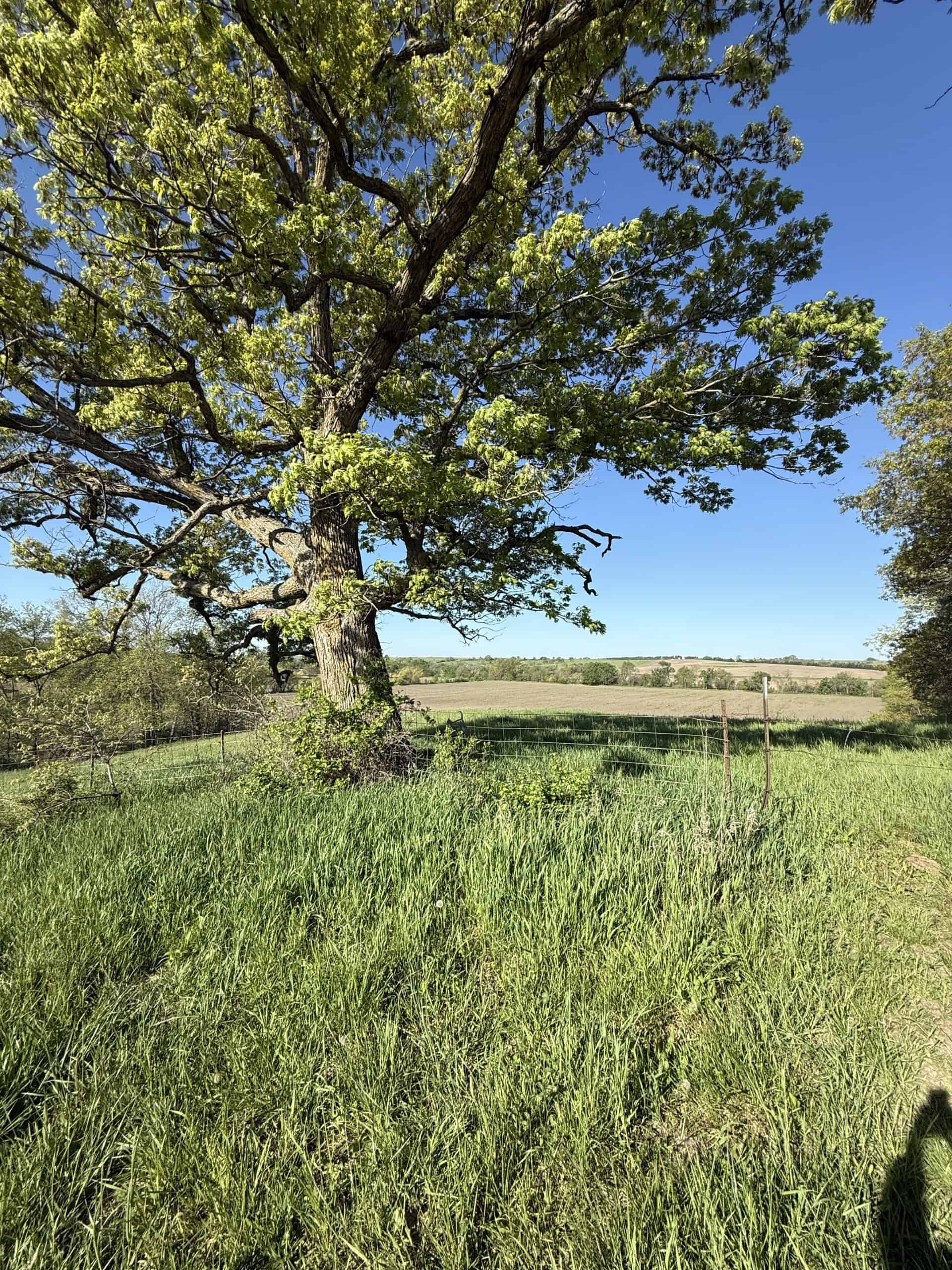 40-Acre Farm with Scenic Views, Ideal Homesite, and Prime Crop Ground