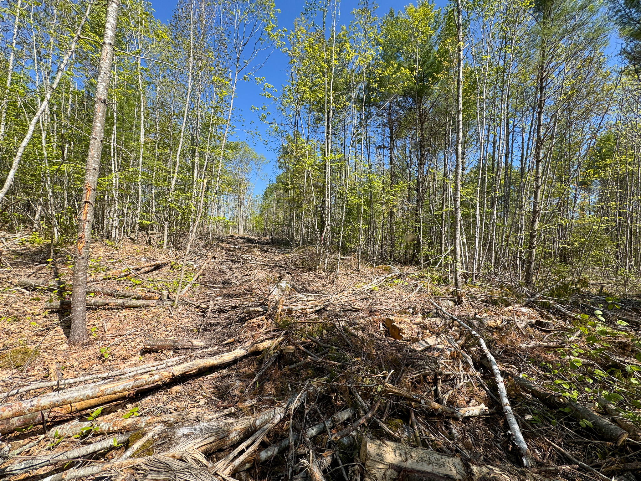 40 Acres of Affordable Maine Land