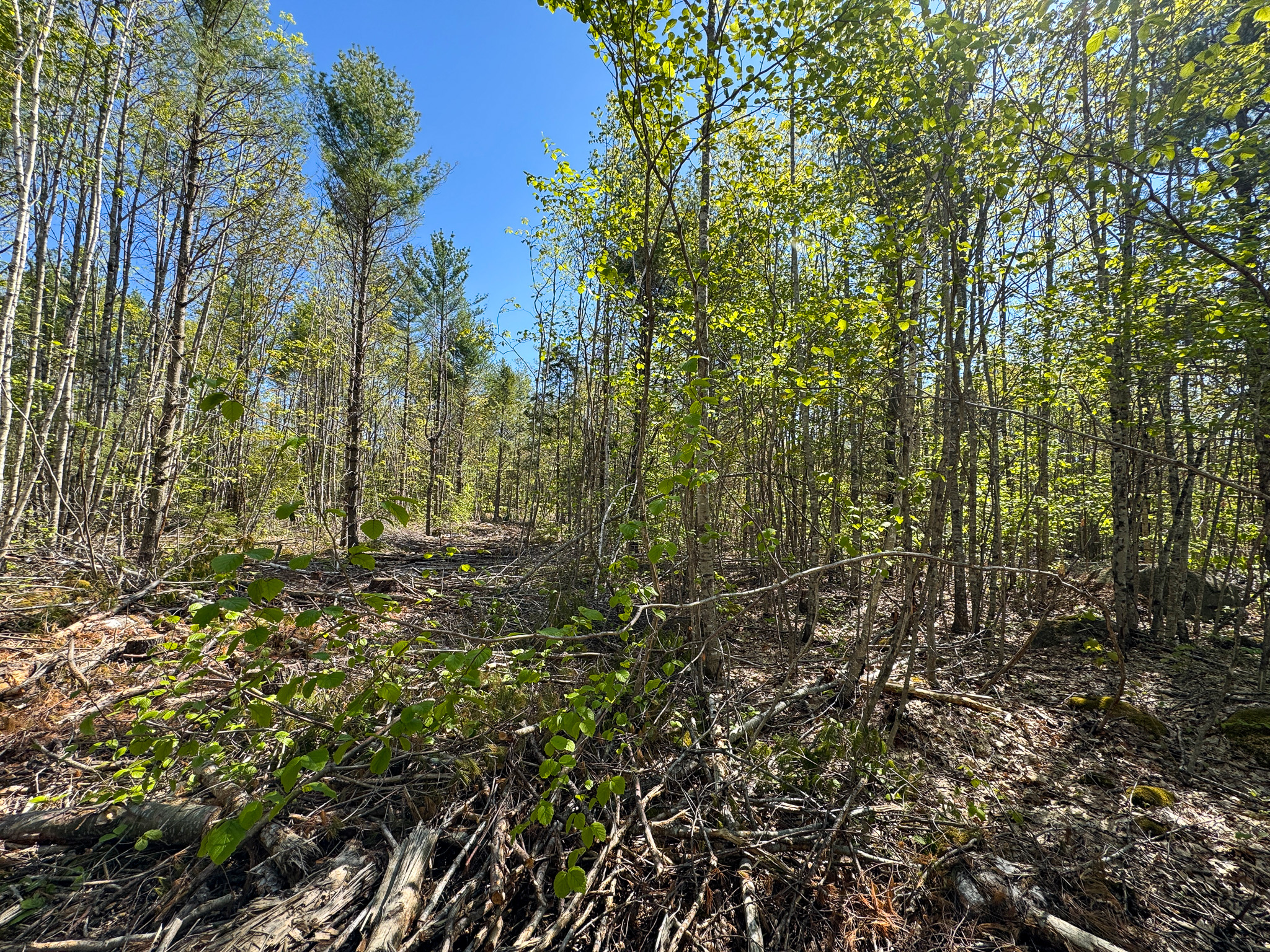 40 Acres of Affordable Maine Land
