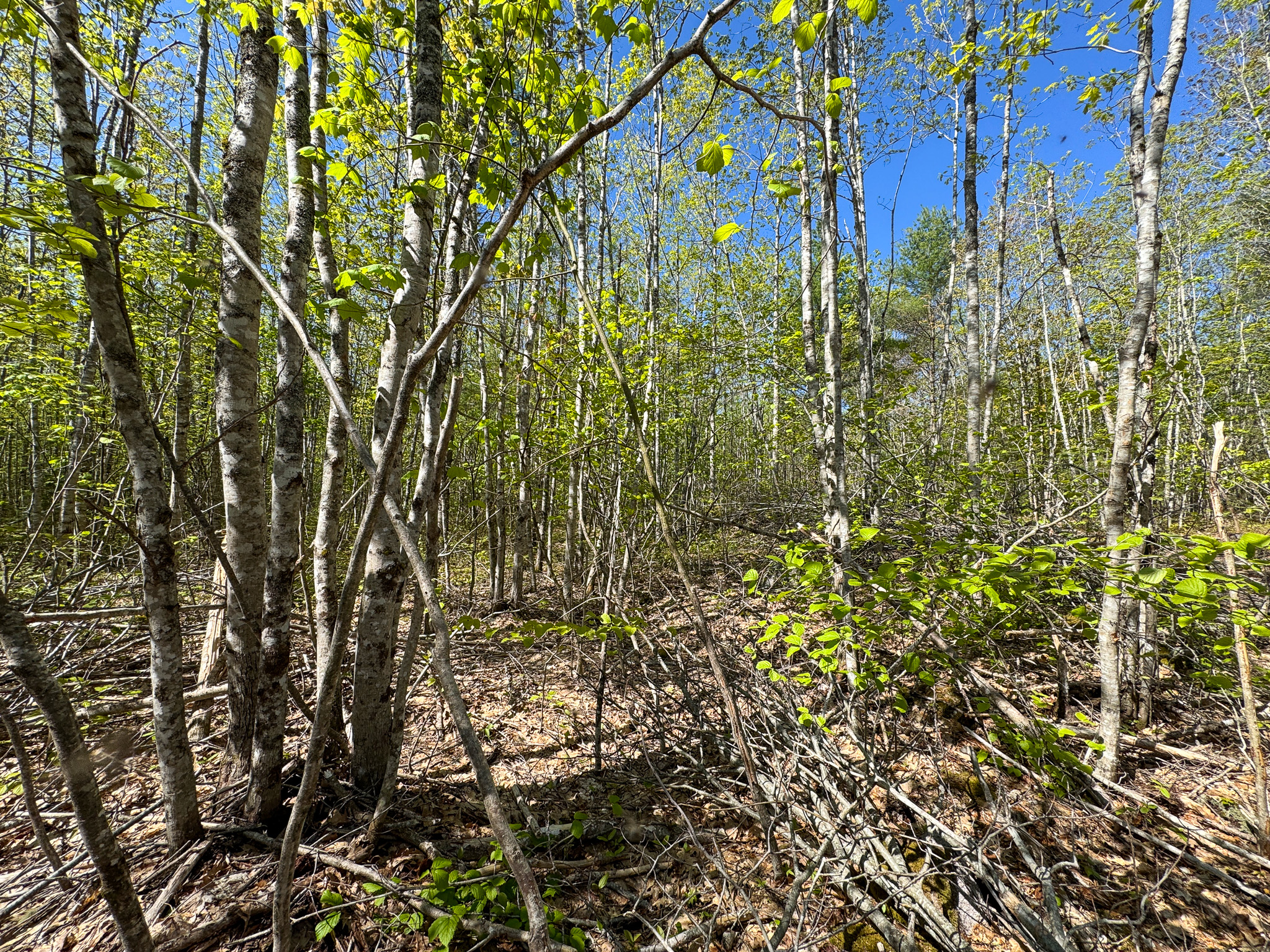 40 Acres of Affordable Maine Land