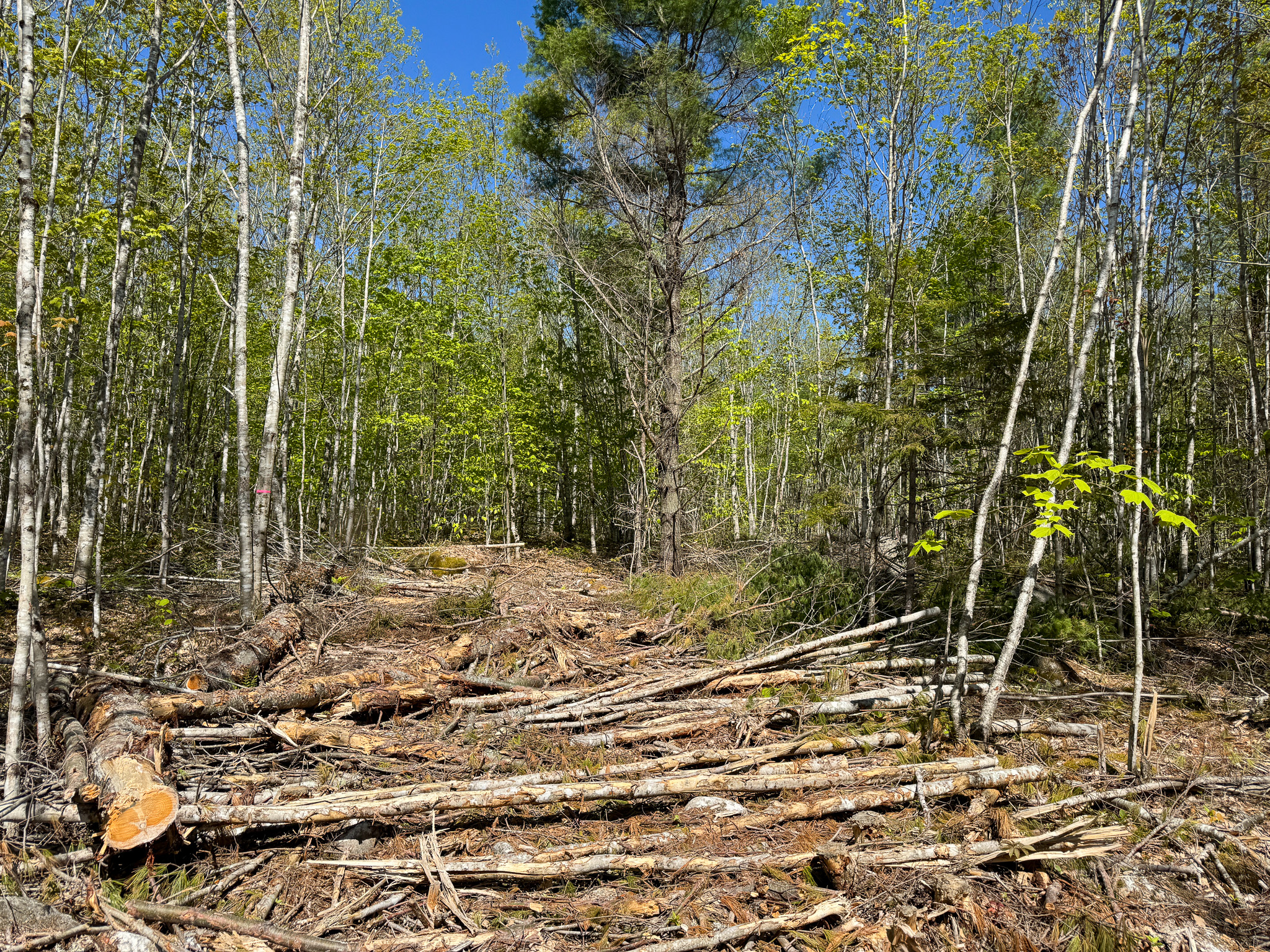 40 Acres of Affordable Maine Land