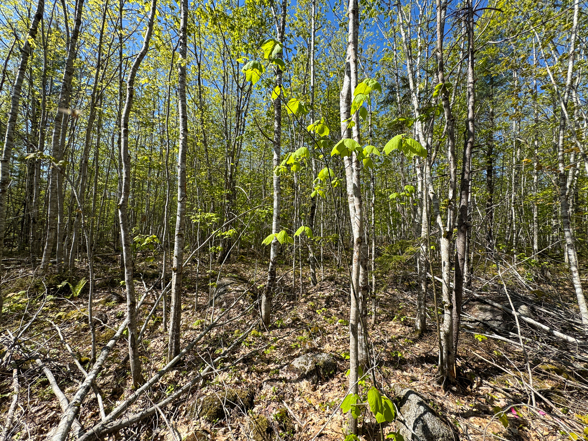 40 Acres of Affordable Maine Land