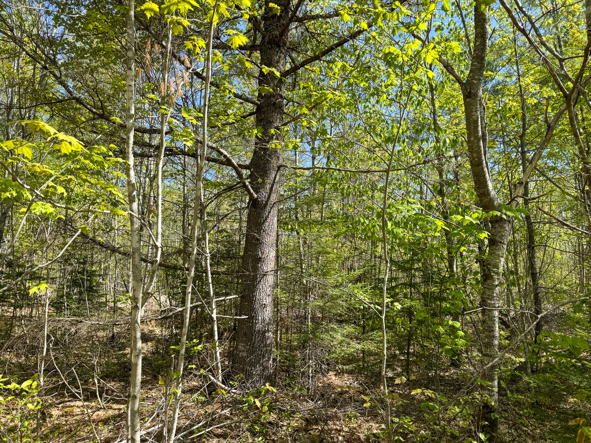 40 Acres of Affordable Maine Land