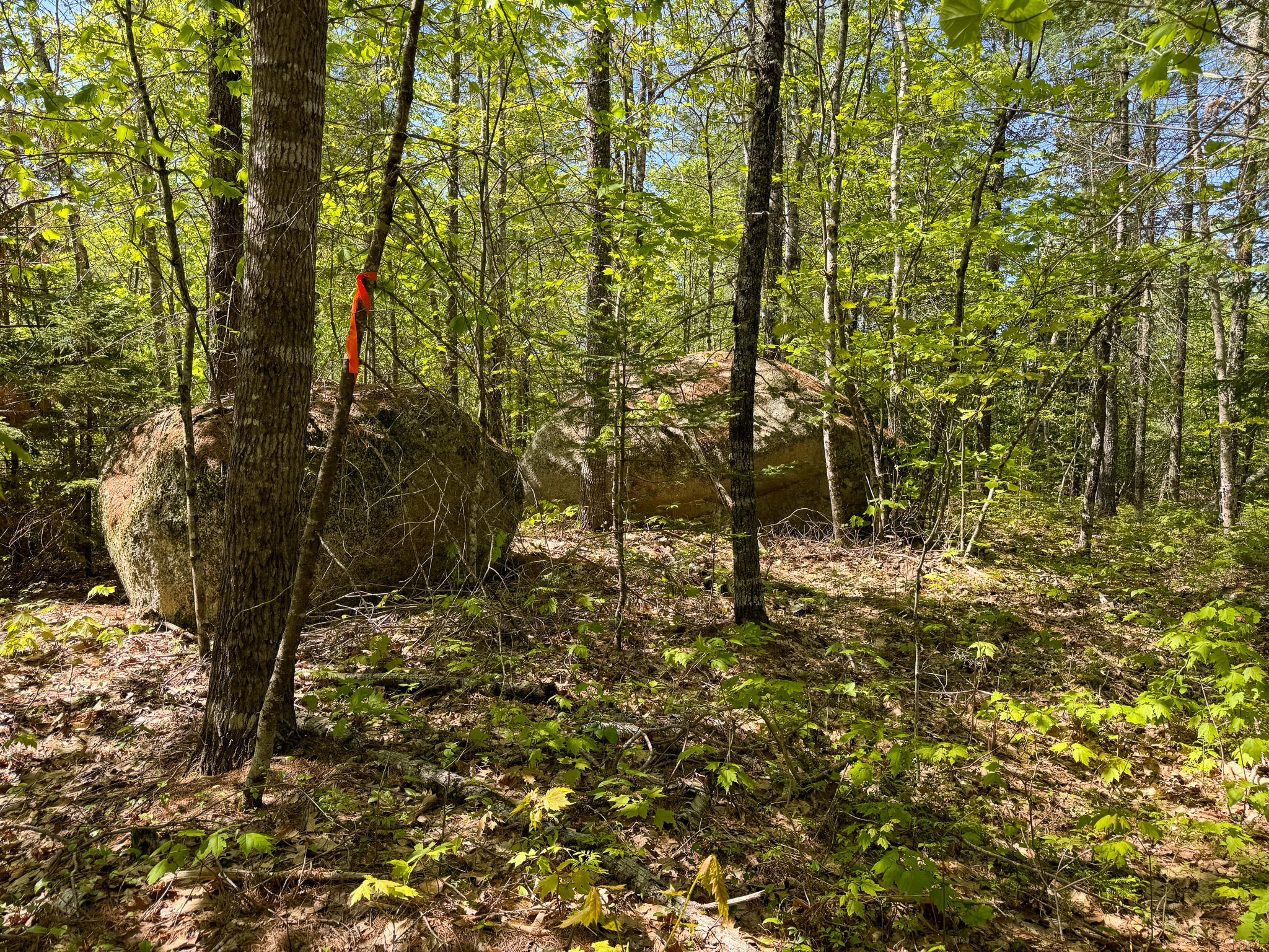40 Acres of Affordable Maine Land