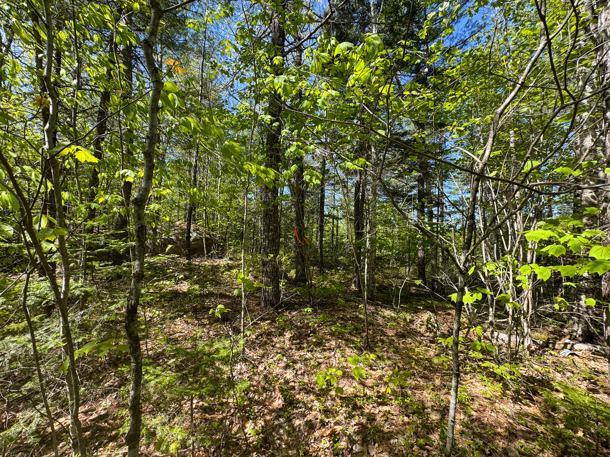 40 Acres of Affordable Maine Land