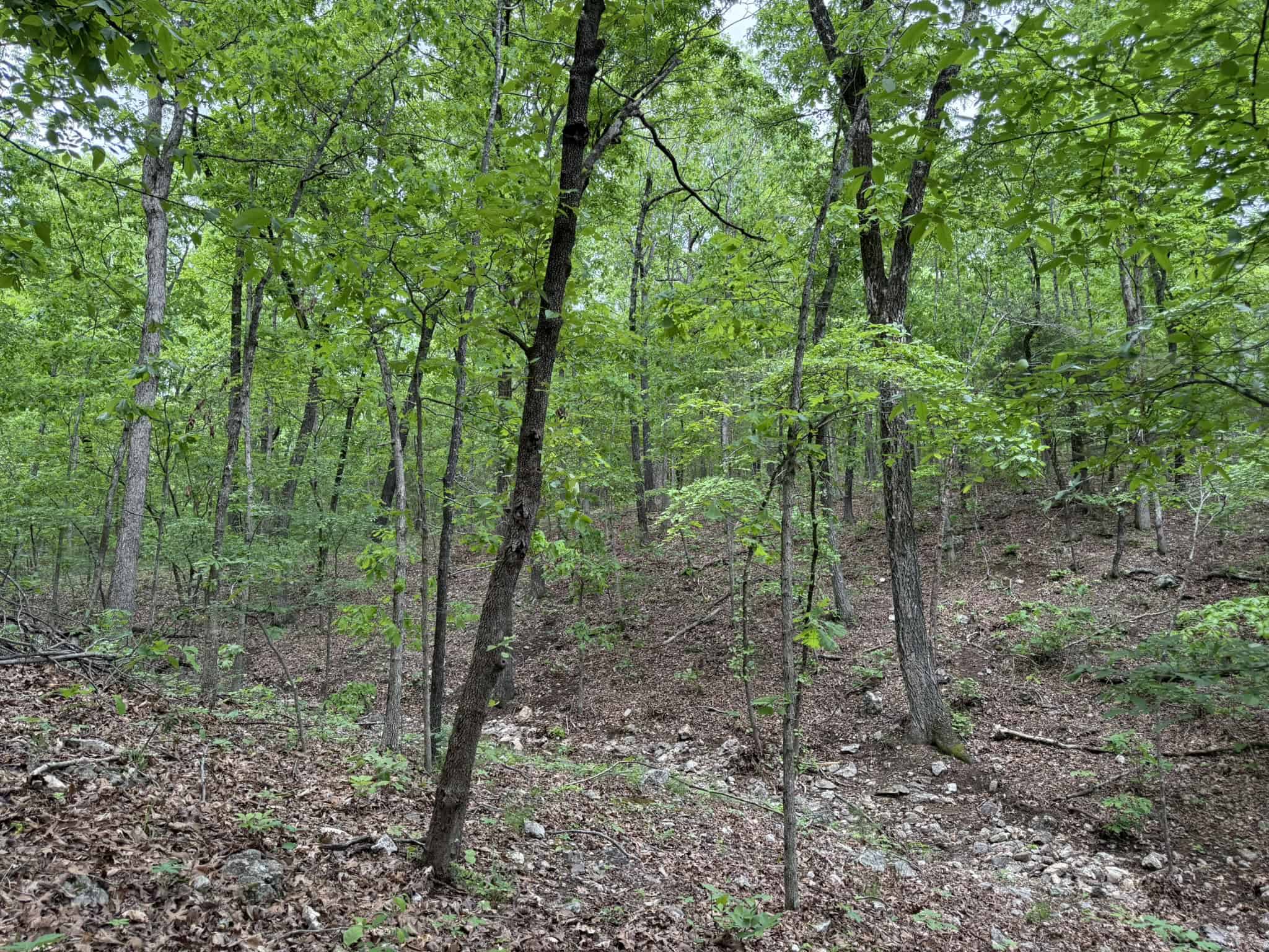 HUNTING AND RECREATIONAL LAND FOR SALE IN NORTH CENTRAL ARKANSAS