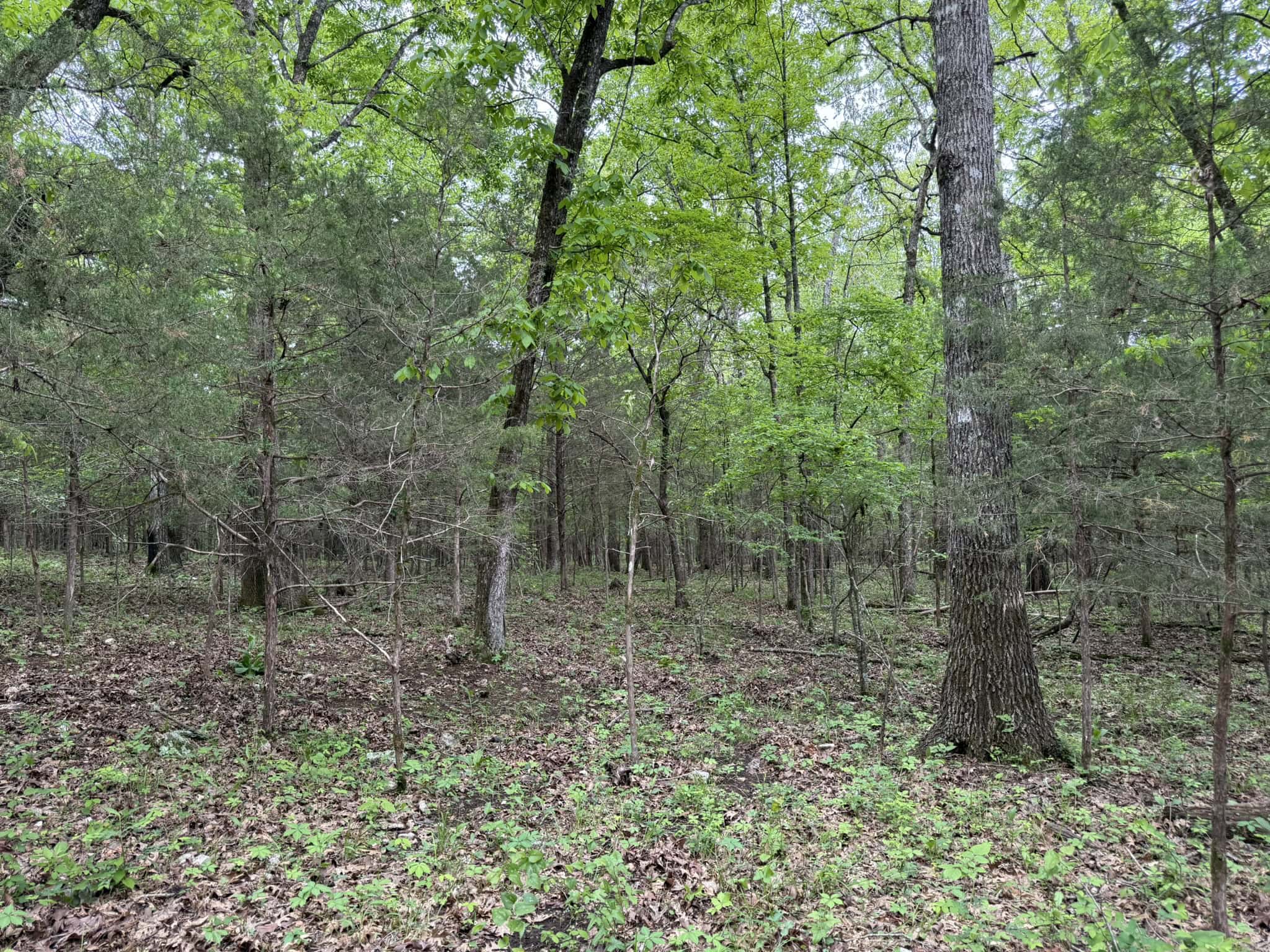 HUNTING AND RECREATIONAL LAND FOR SALE IN NORTH CENTRAL ARKANSAS