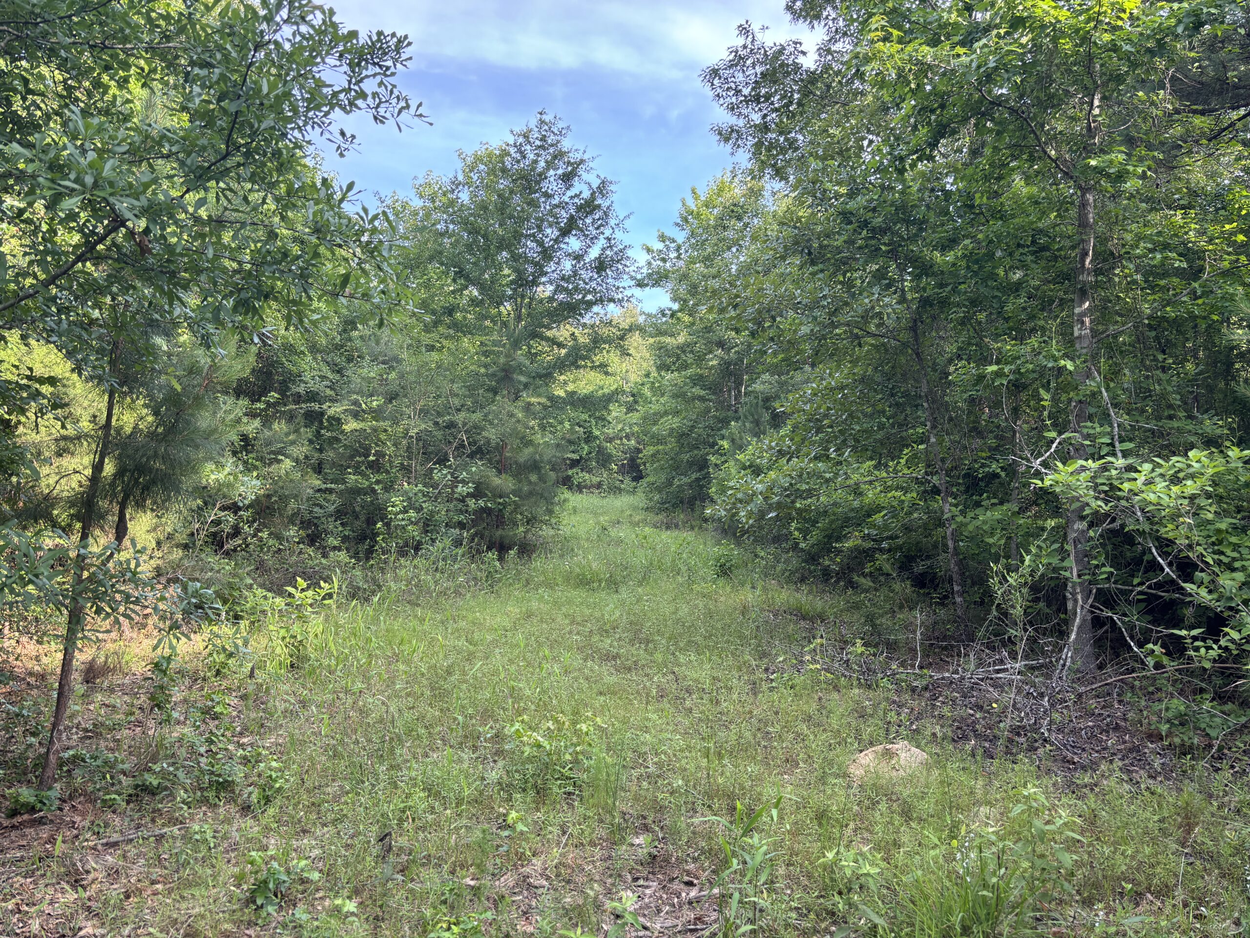 Hunting Land for Sale Near Jefferson, TX