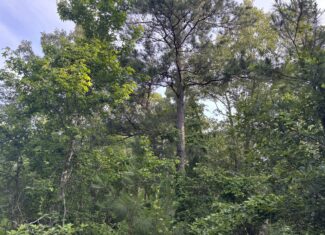 Hunting Land for Sale Near Jefferson, TX