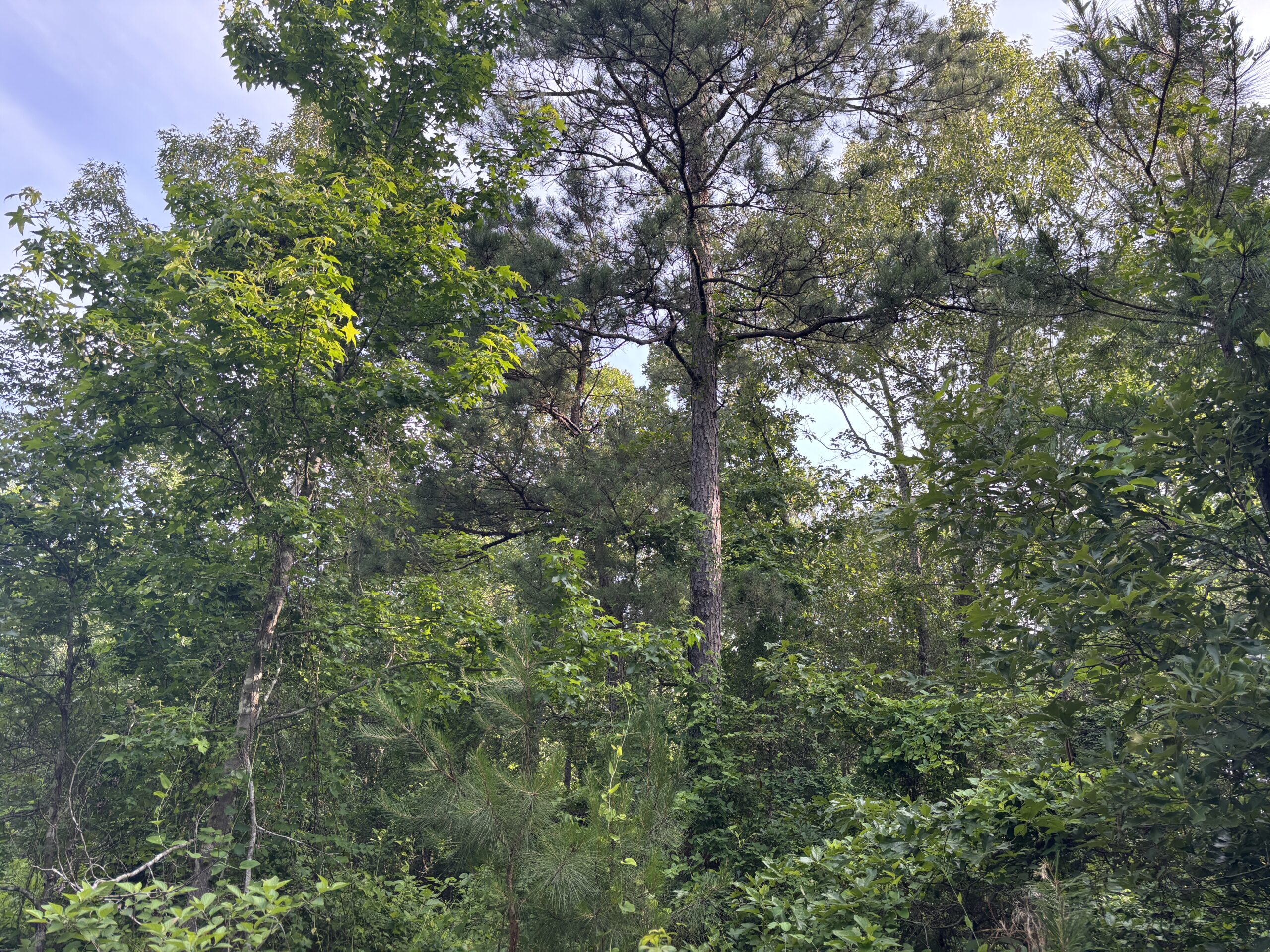 Hunting Land for Sale Near Jefferson, TX
