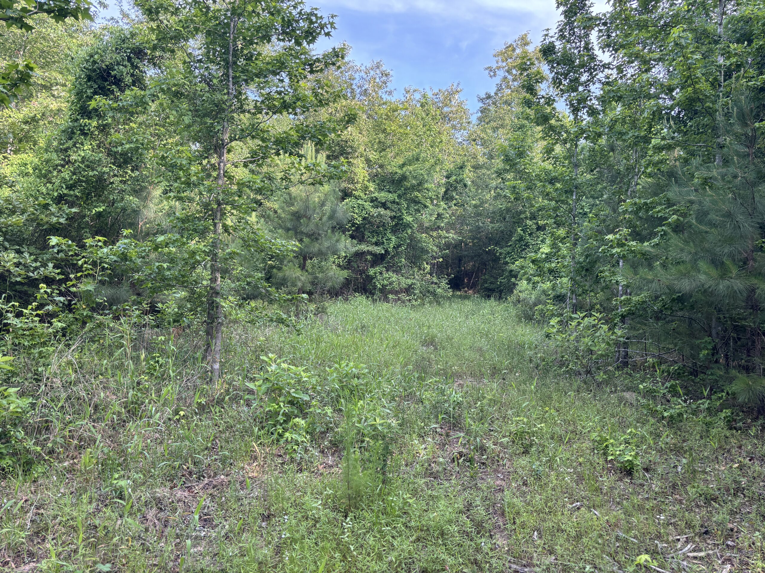 Hunting Land for Sale Near Jefferson, TX