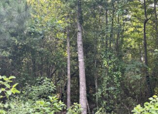 Hunting Land for Sale Near Jefferson, TX