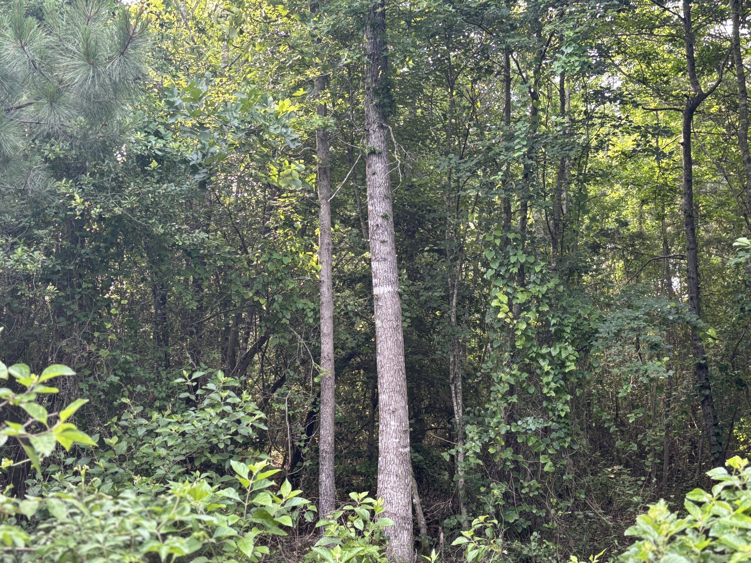Hunting Land for Sale Near Jefferson, TX