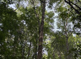Hunting Land for Sale Near Jefferson, TX