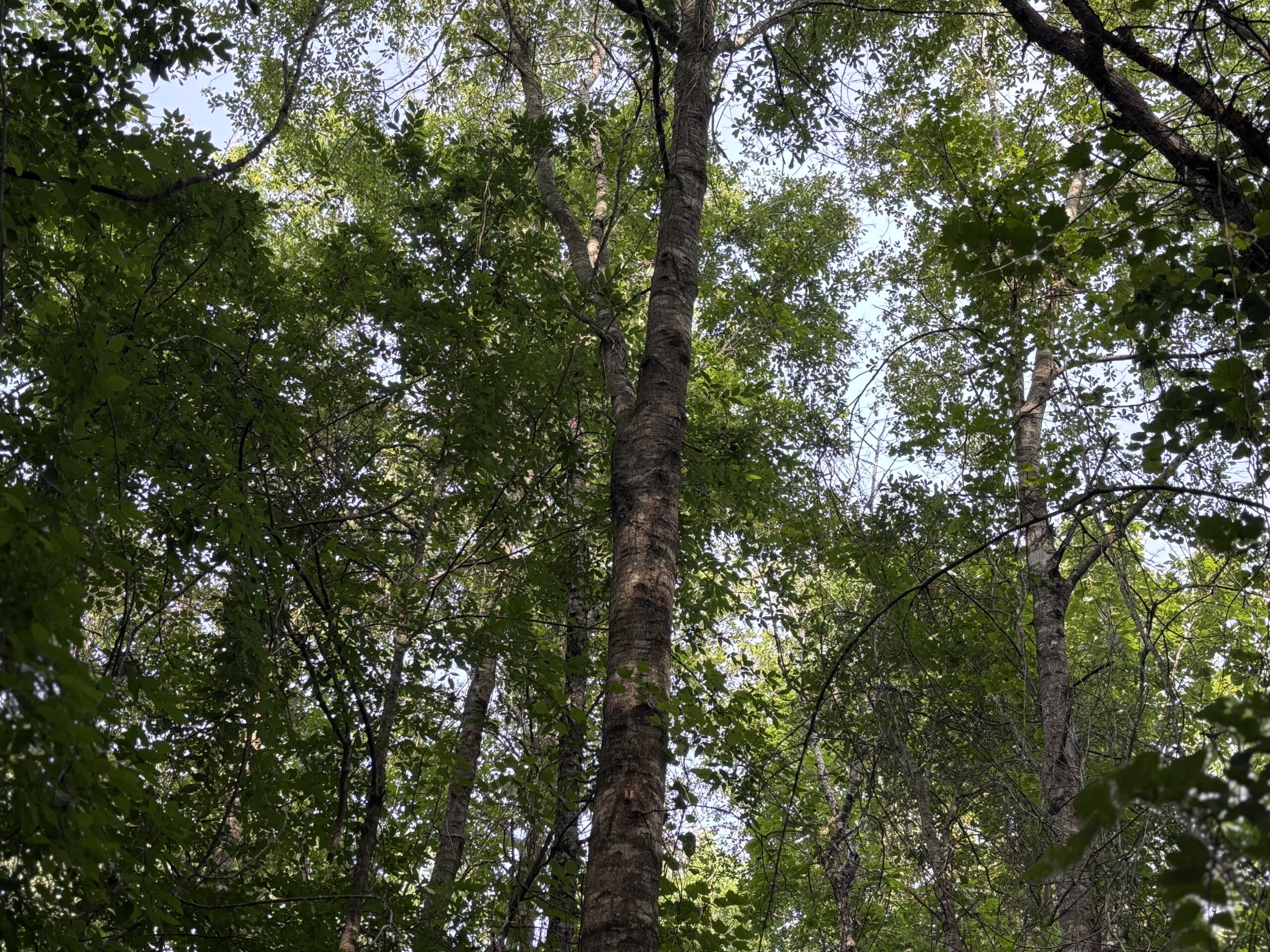 Hunting Land for Sale Near Jefferson, TX