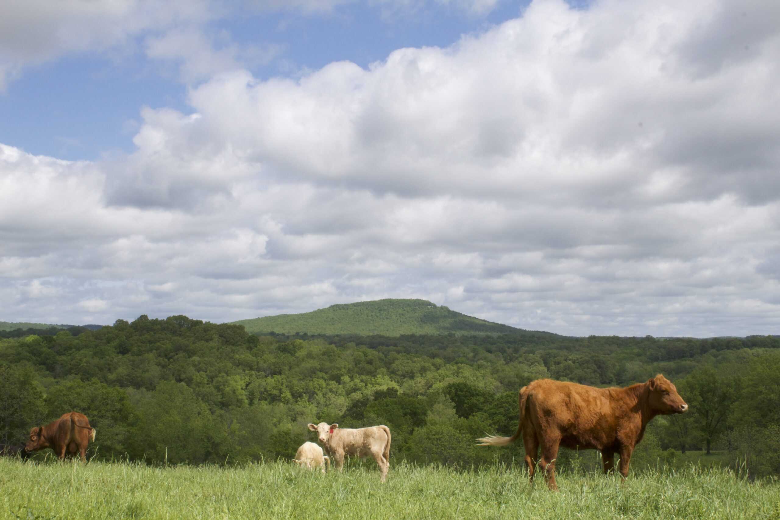 74 Acre Homesteaders paradise