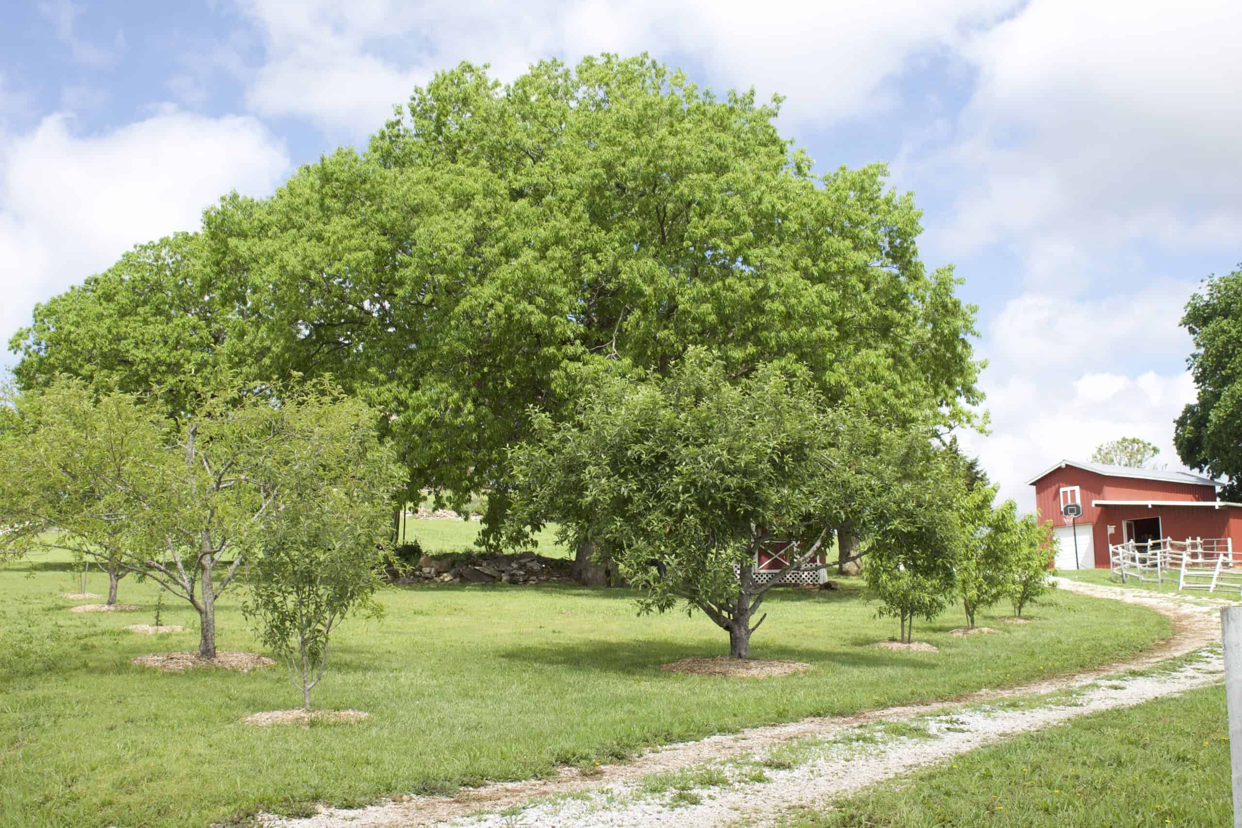 74 Acre Homesteaders paradise