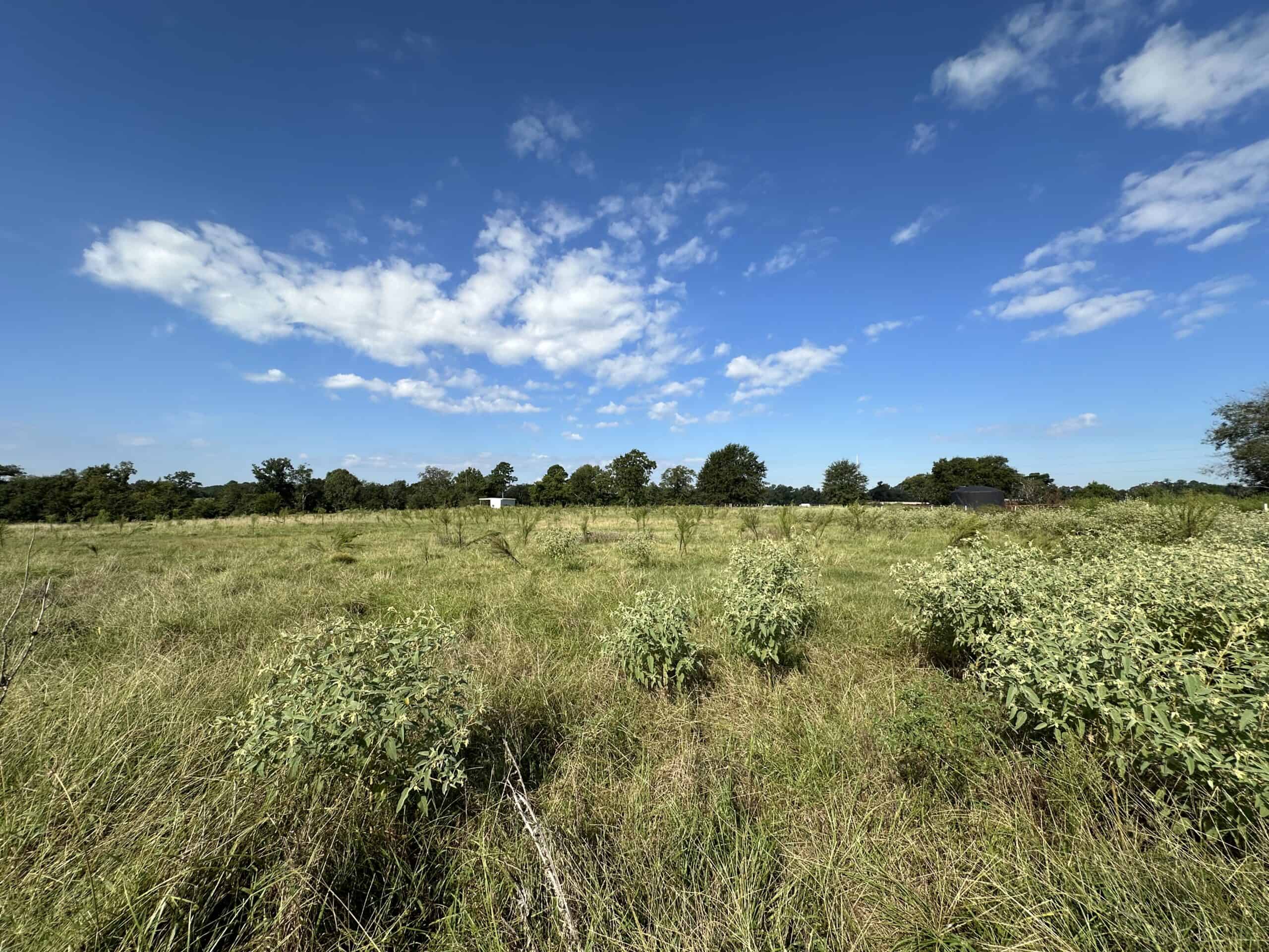 Swink Ranch located in East Texas