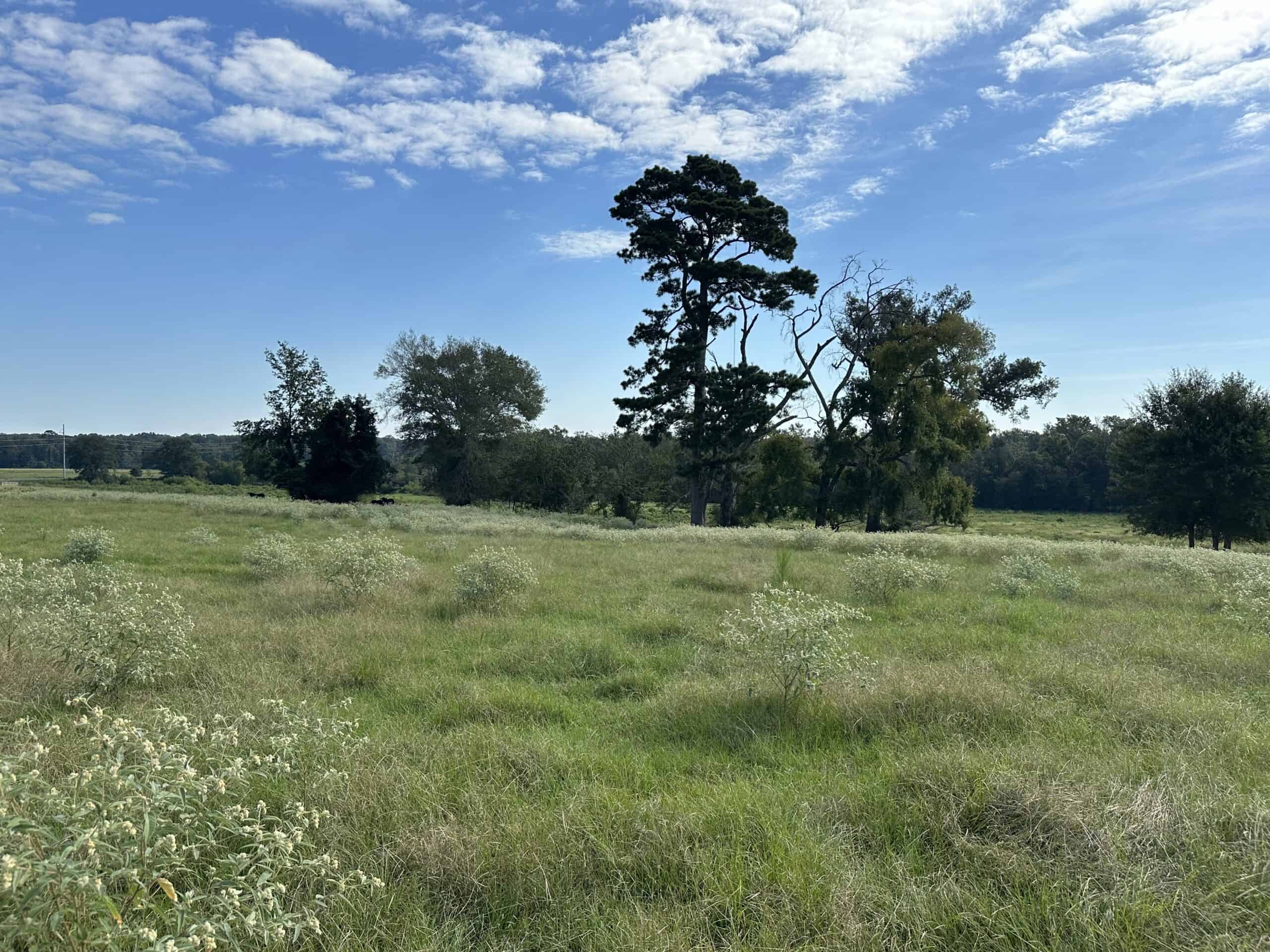 Swink Ranch located in East Texas