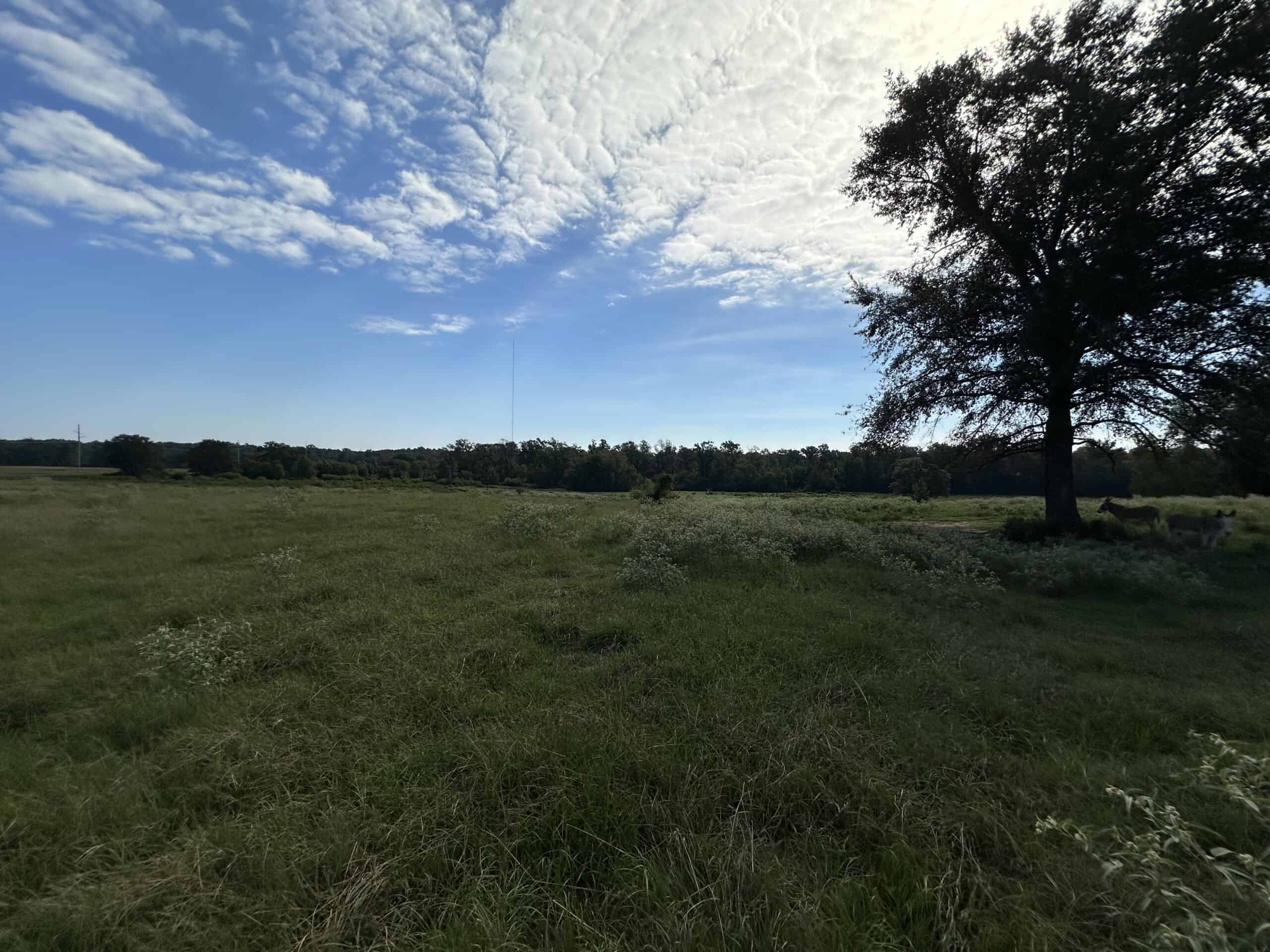 Swink Ranch located in East Texas